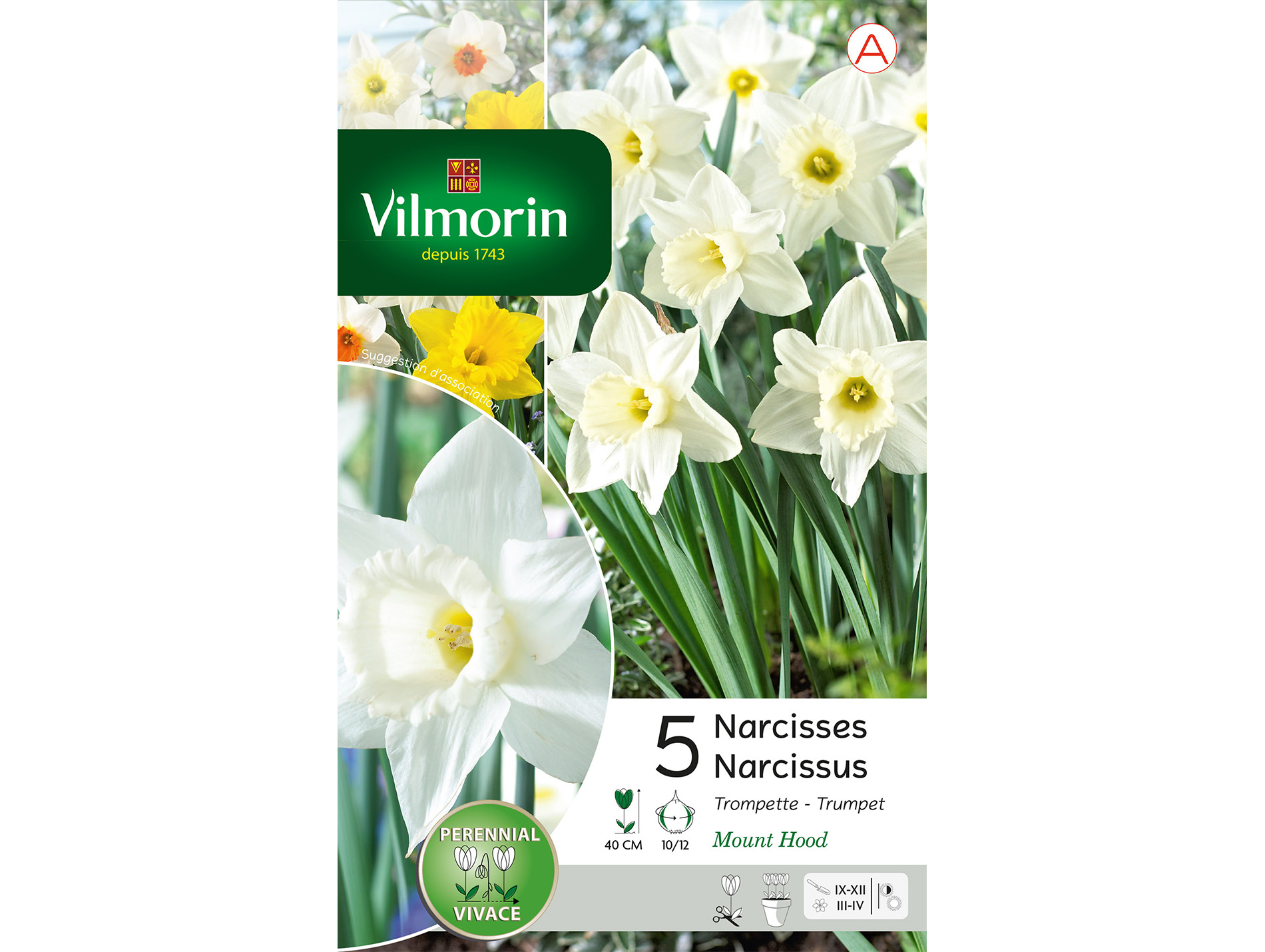 Narcisse Mount Hood VLA VILMORIN