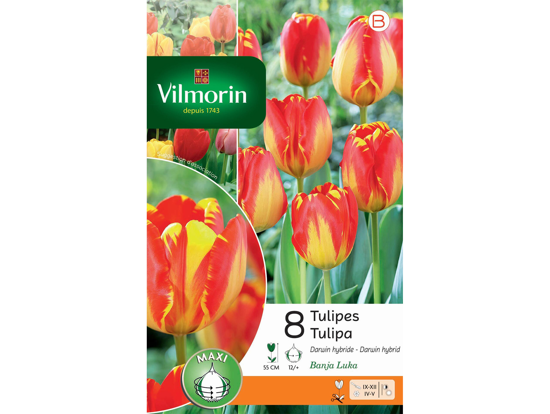 Tulipe Banja Luka VILMORIN Série B