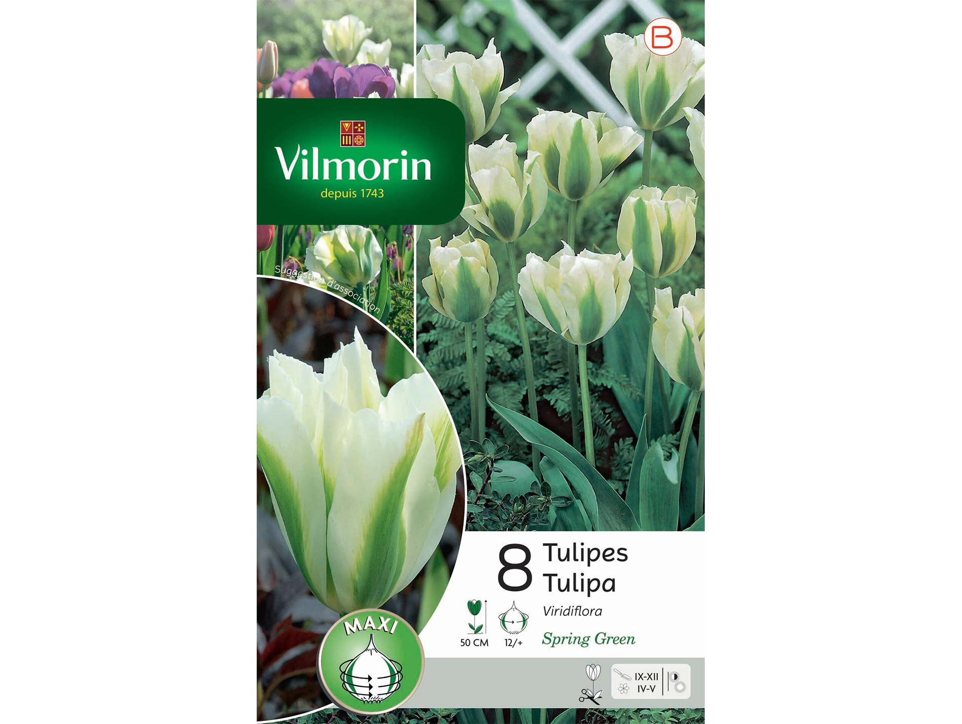 Tulipe Viridiflora Spring Green VILMORIN Série B