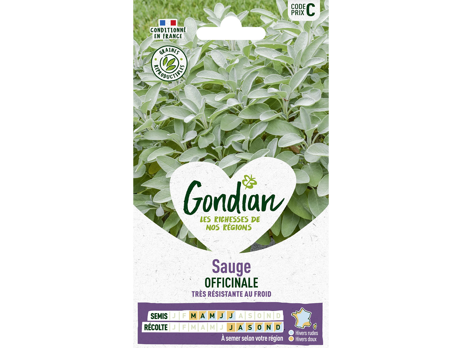 Sauge Officinale GONDIAN Série C