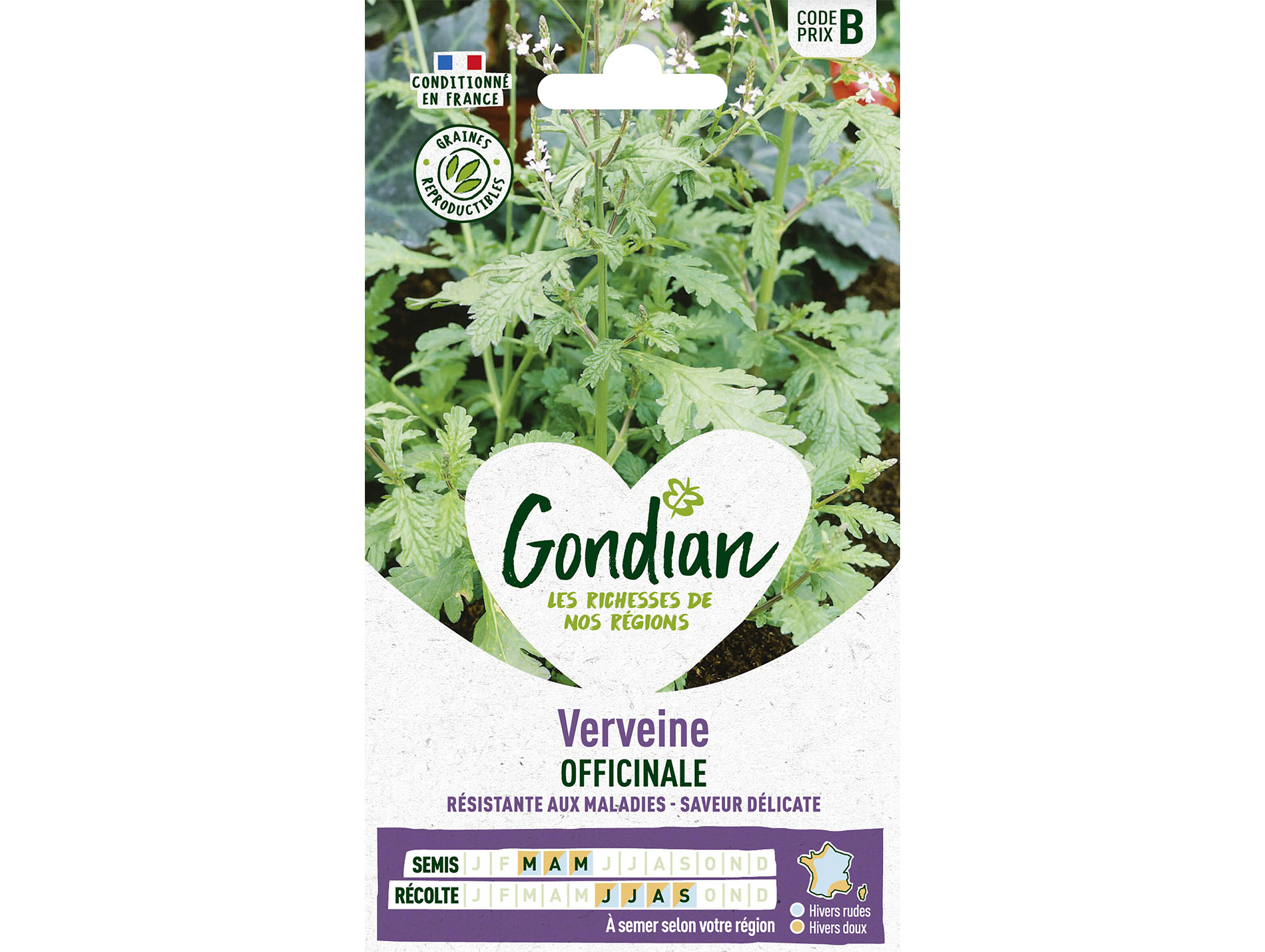 Verveine Officinale GONDIAN Série B