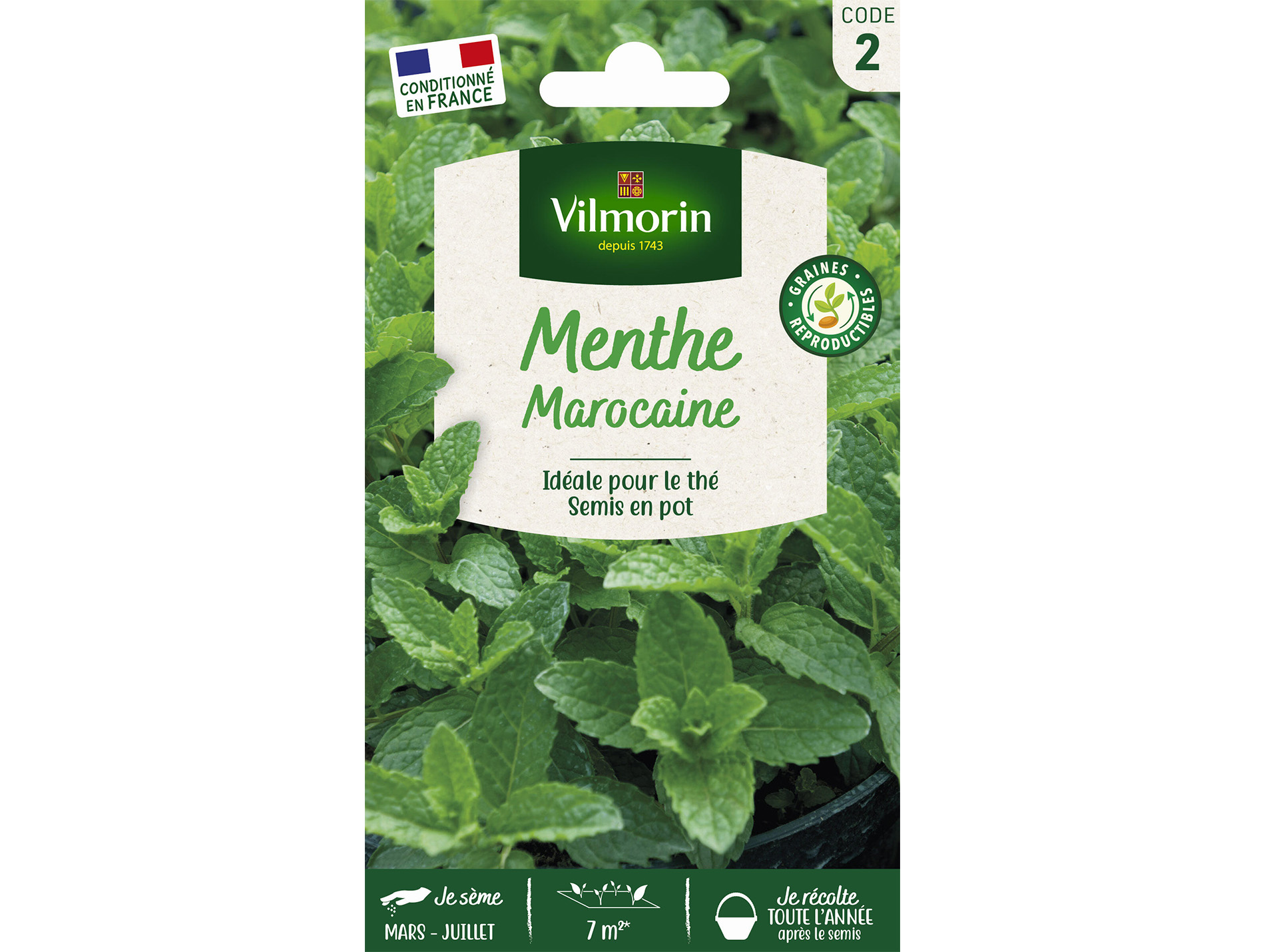 Menthe Marocaine VILMORIN Série 2