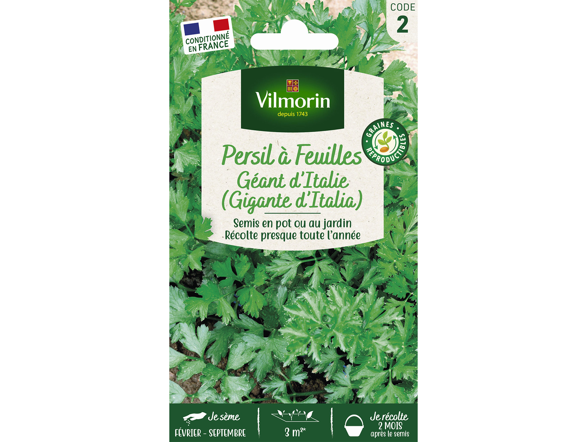 Persil géant d'Italie VILMORIN Série 2