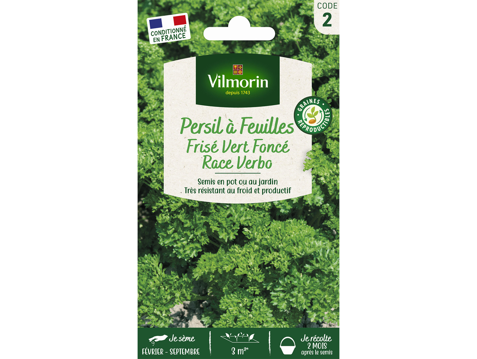Persil Frisé vert foncé Race Verbo VILMORIN Série 2