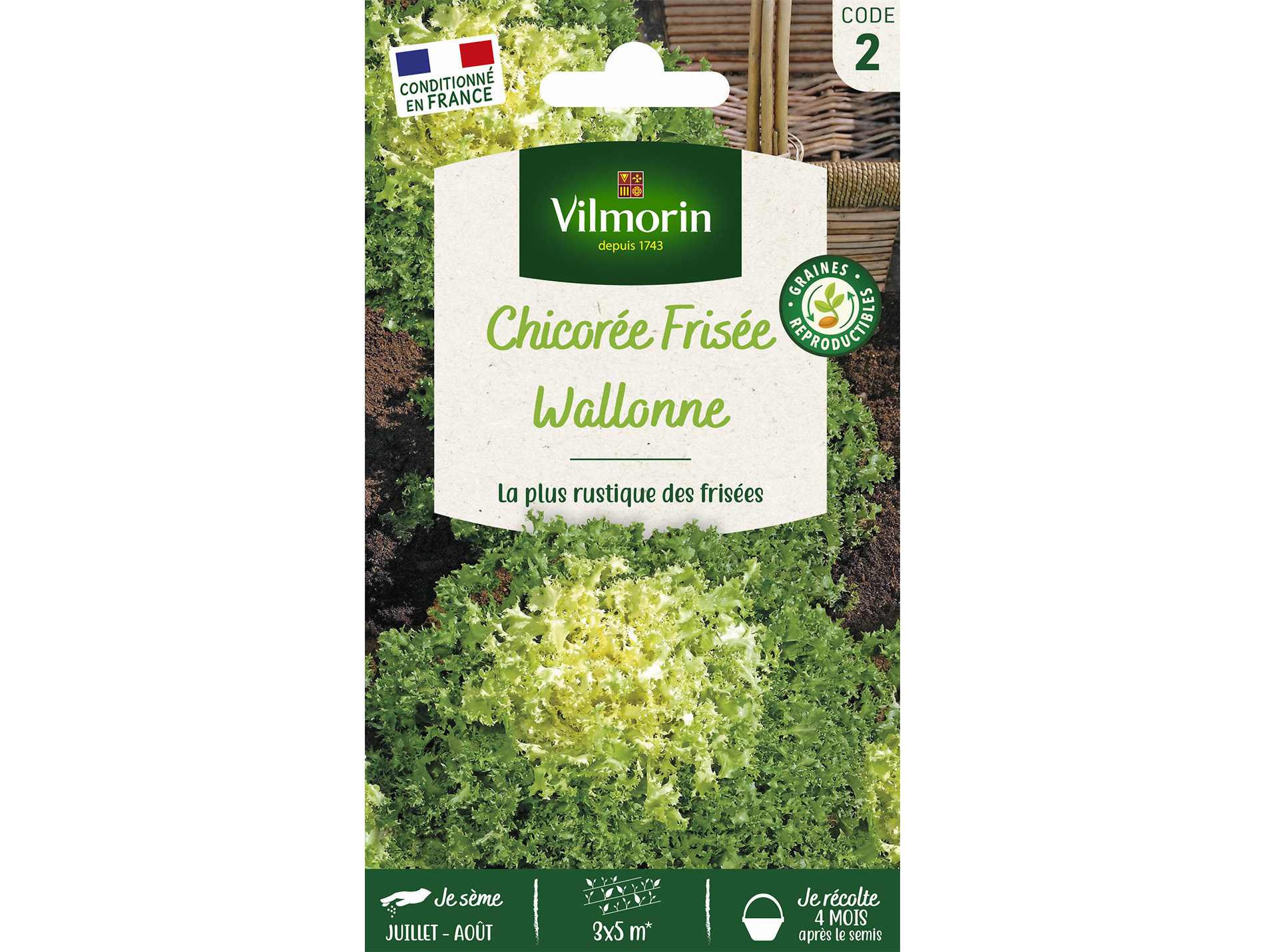 Chicorée frisée Wallonne VILMORIN Série 2