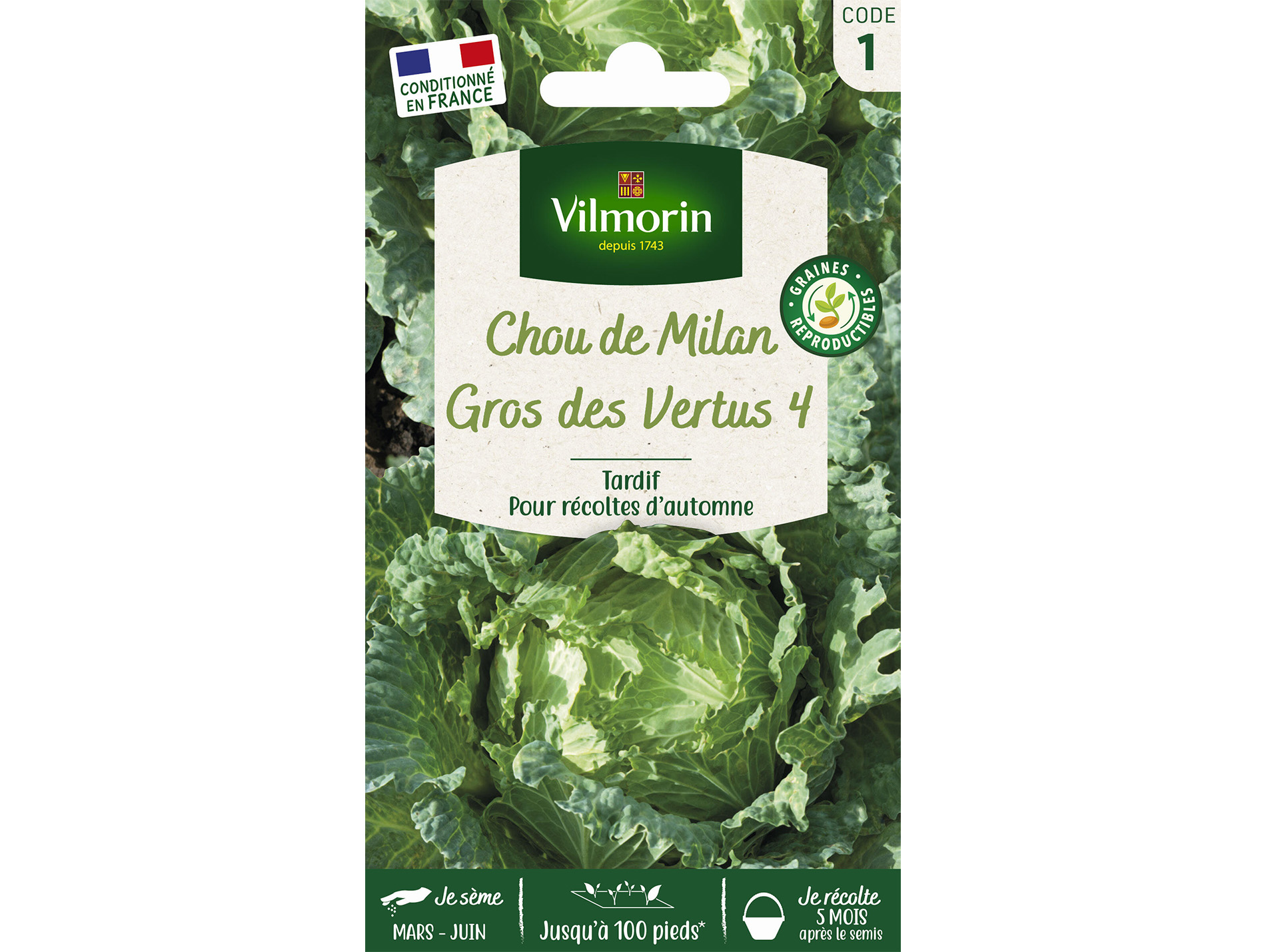 Chou de Milan gros des Vertus 4 VILMORIN Série 1