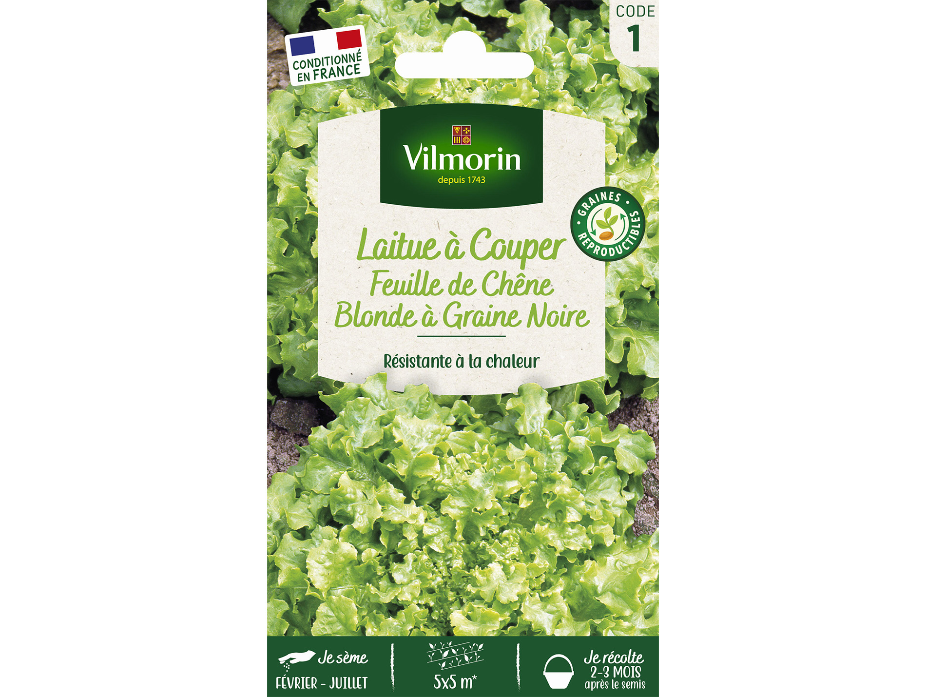 Laitue à couper Feuille de Chêne Blonde à graine noire VILMORIN