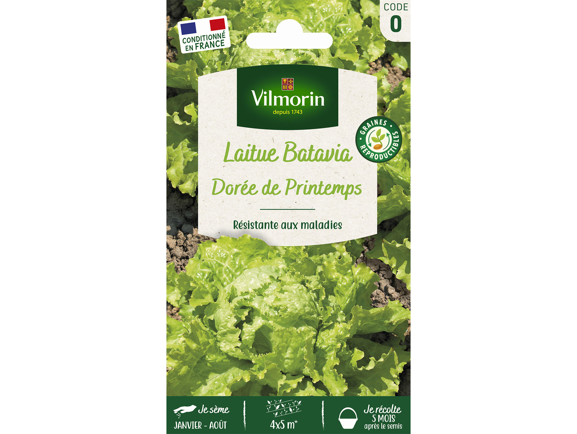 Laitue Batavia Dorée de Printemps VILMORIN Série 0
