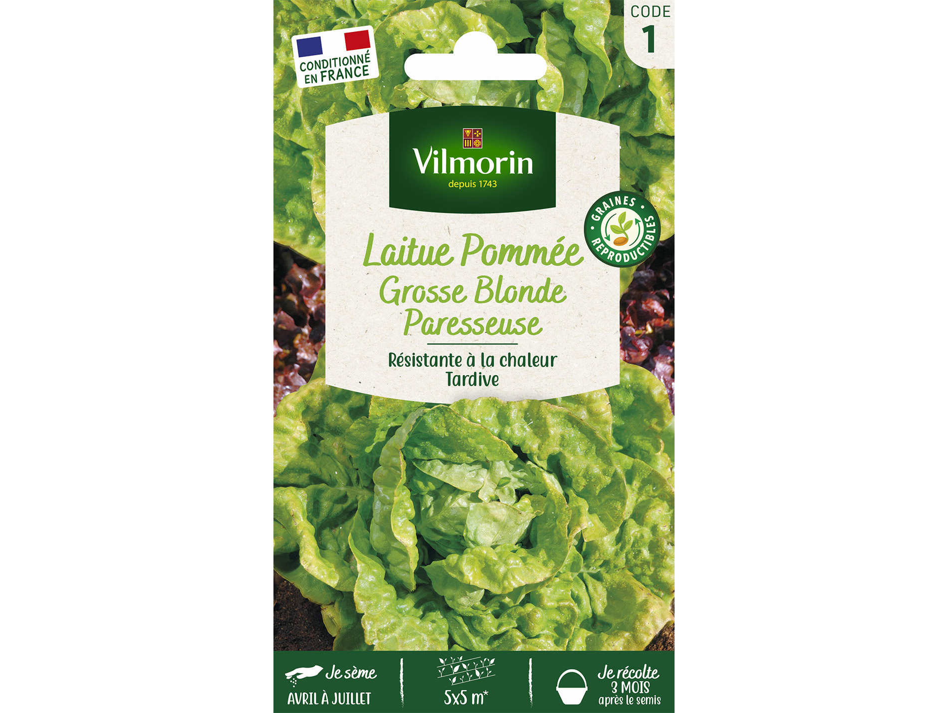 Laitue pommée Gros Blonde Paresseuse VILMORIN Série 1