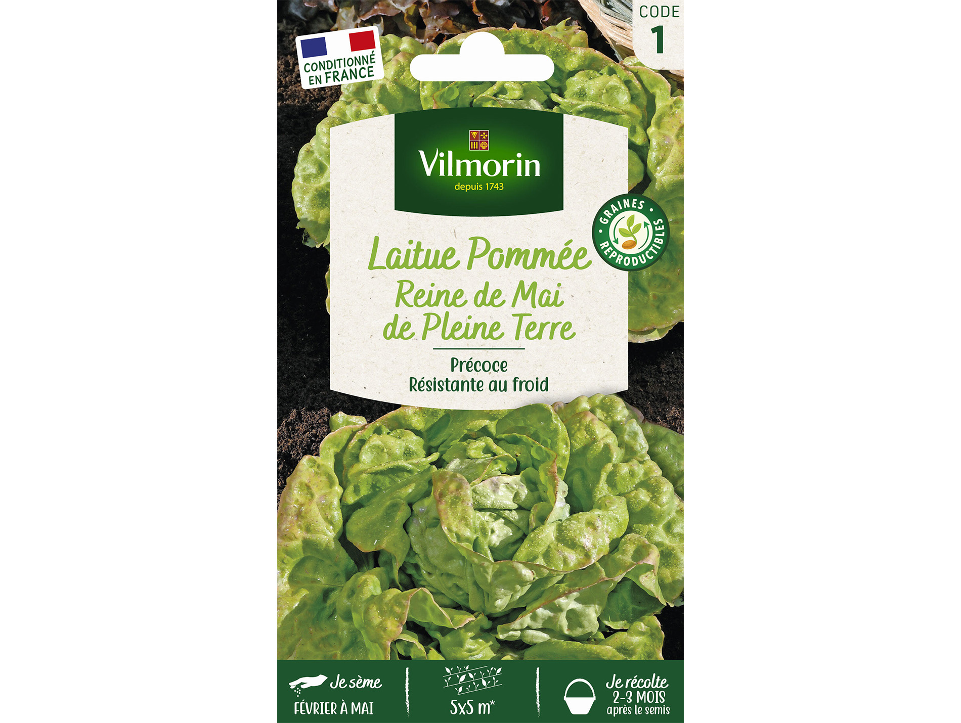 Laitue pommée Reine de Mai de pleine terre VILMORIN Série 1