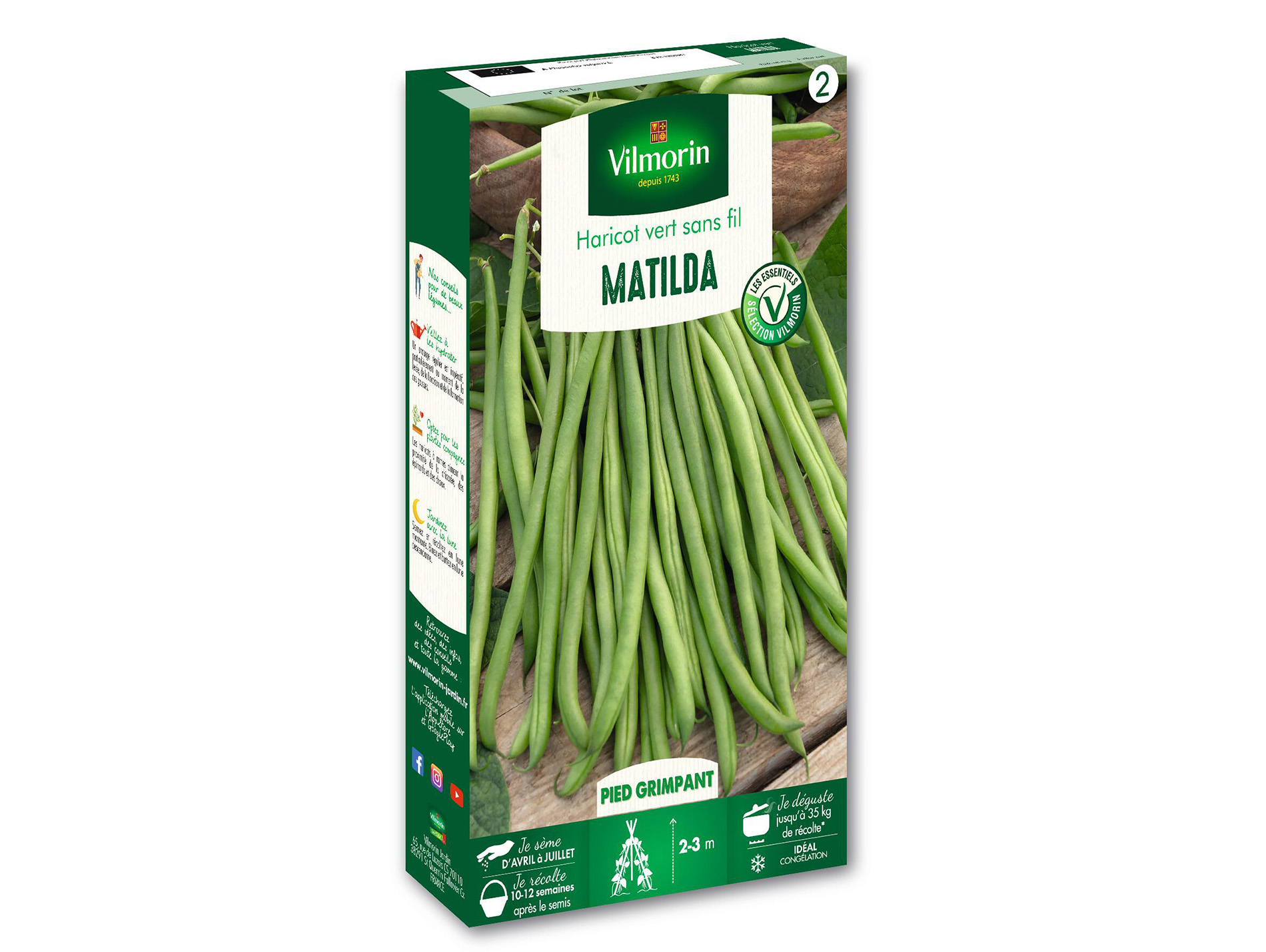 Haricot Matilda VL2 VILMORIN