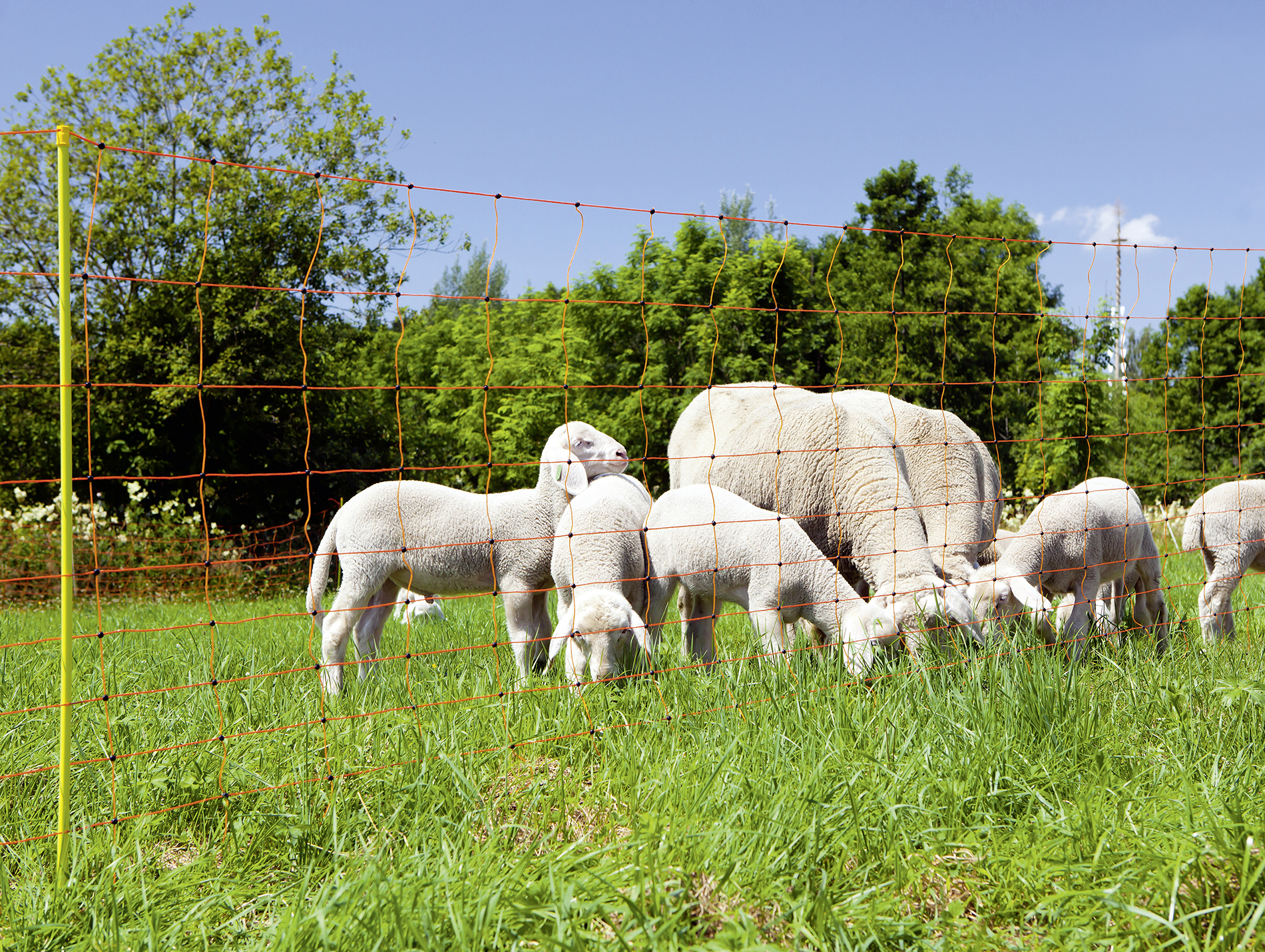 Filet mouton KERBL ovinet électrifiable 108cm x 50m