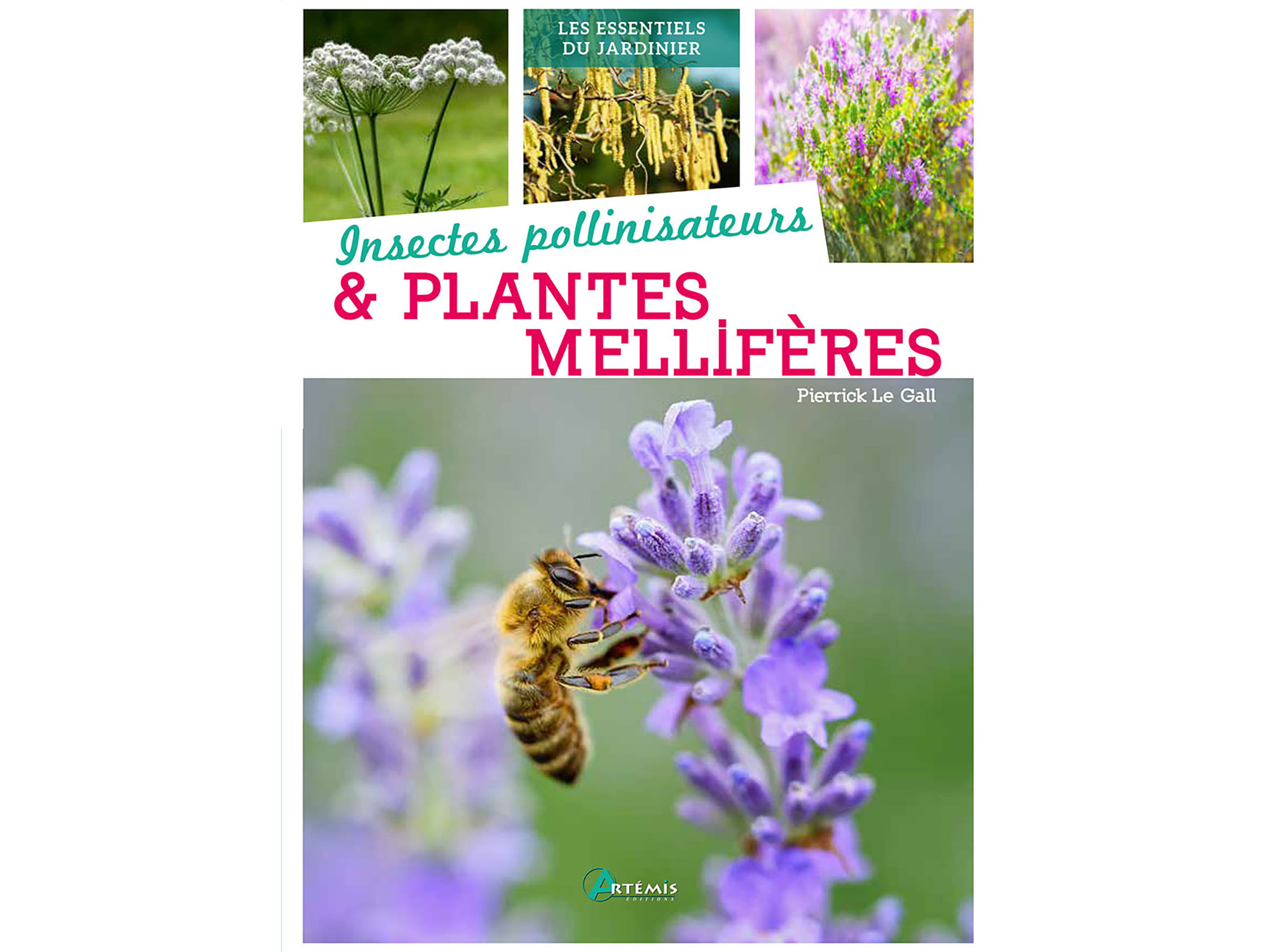 Guide sur les insectes pollinisateurs et plantes mellifères