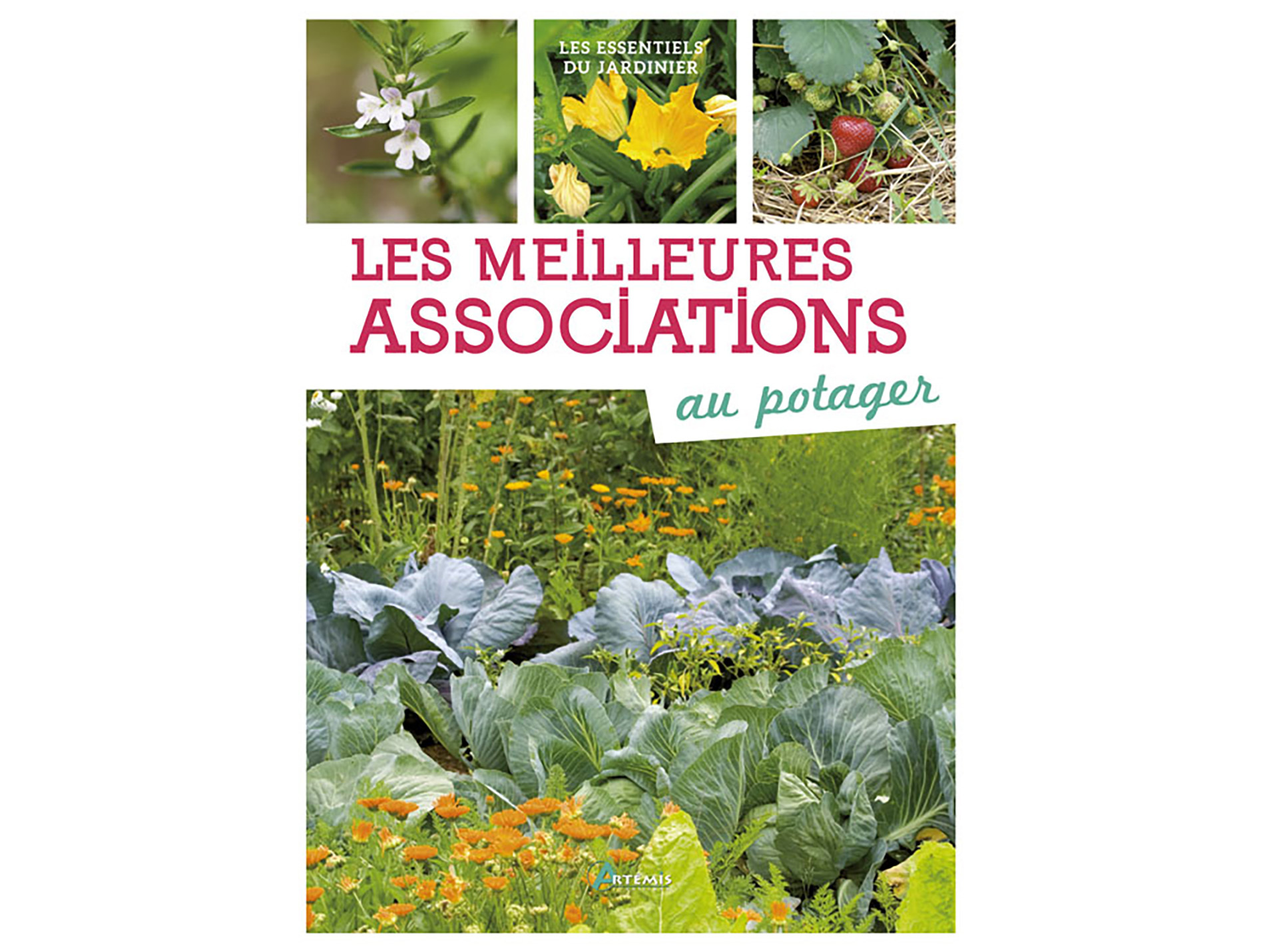 Les meilleurs associations au potager ARTEMIS