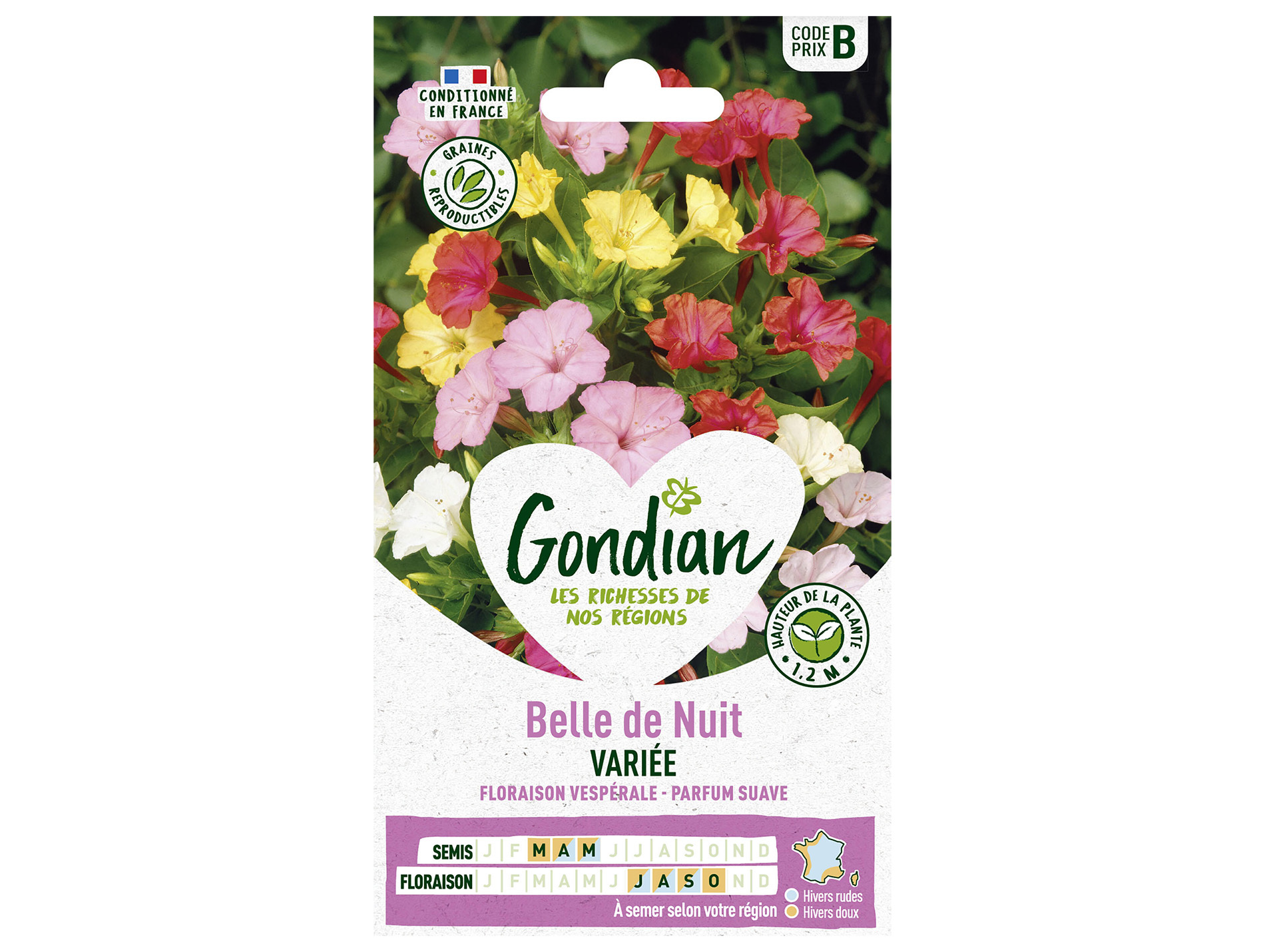 Belle de nuit variée GONDIAN Série B