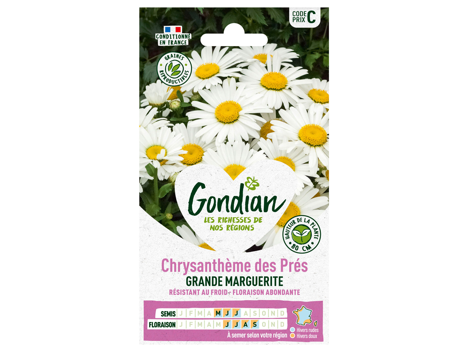 Chrysanthème des près GONDIAN Série C