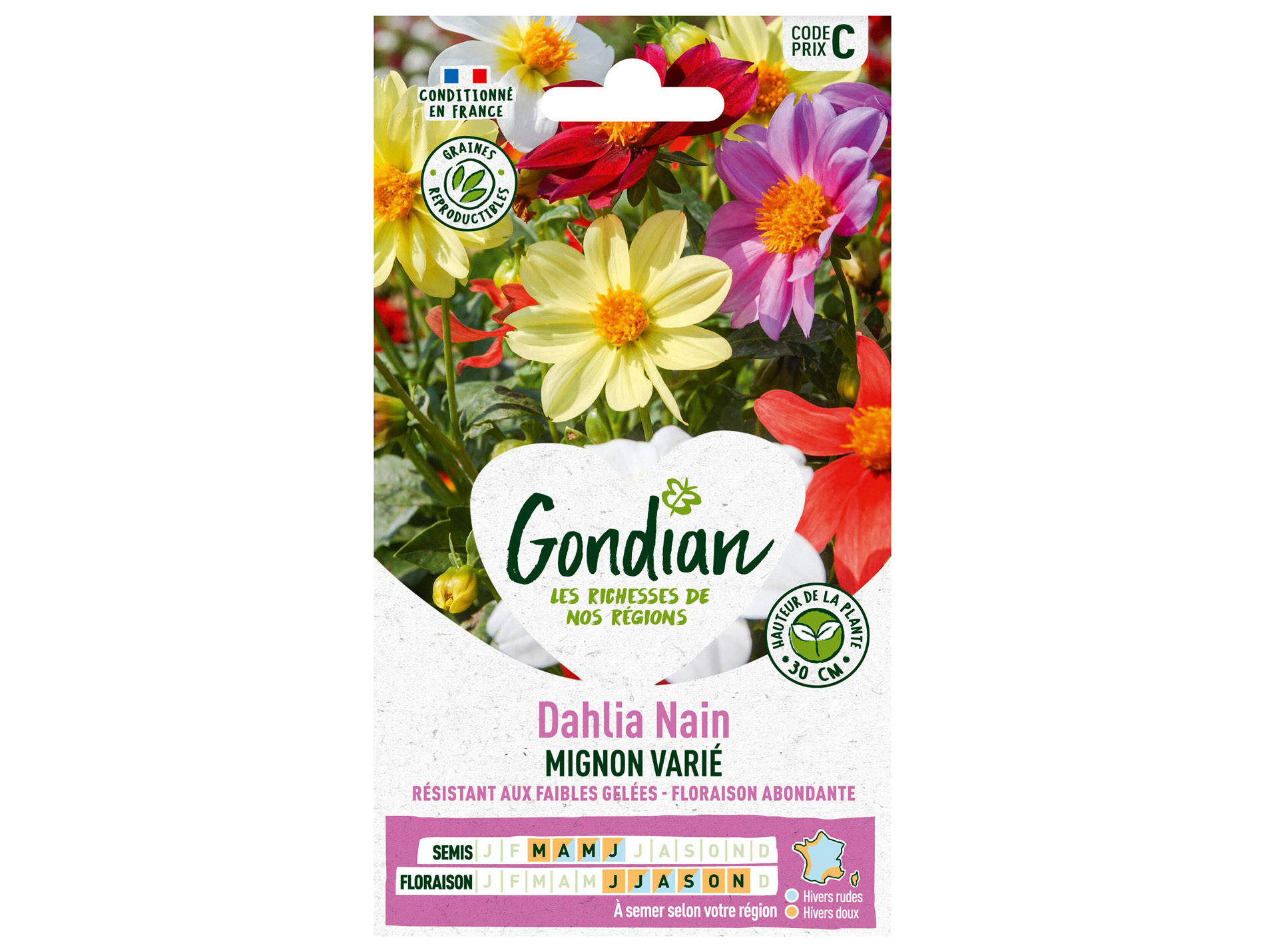 Dhalia nain Mignon varié GONDIAN Série C