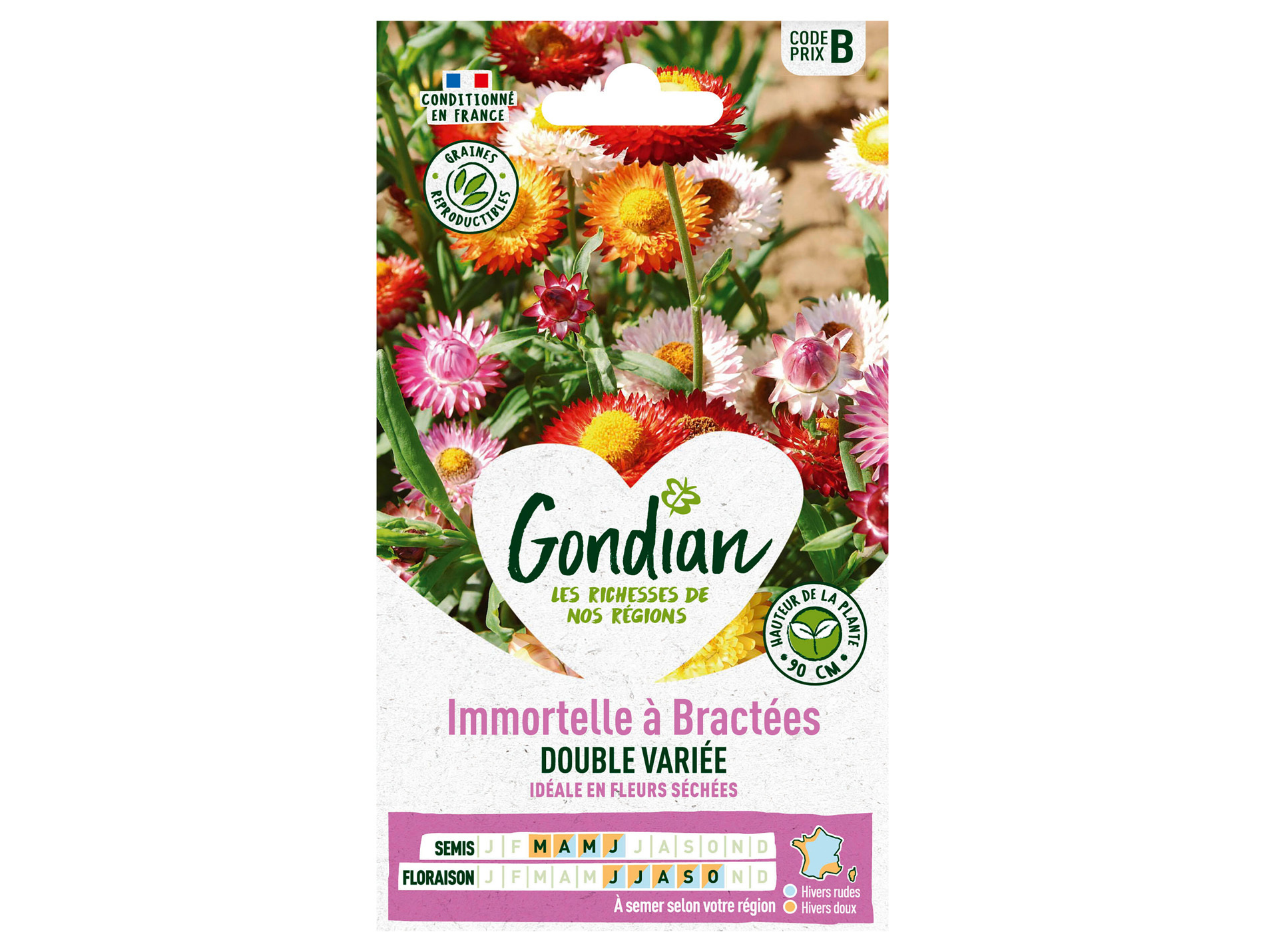 Immortelle à Bractées double variée GONDIAN Série B