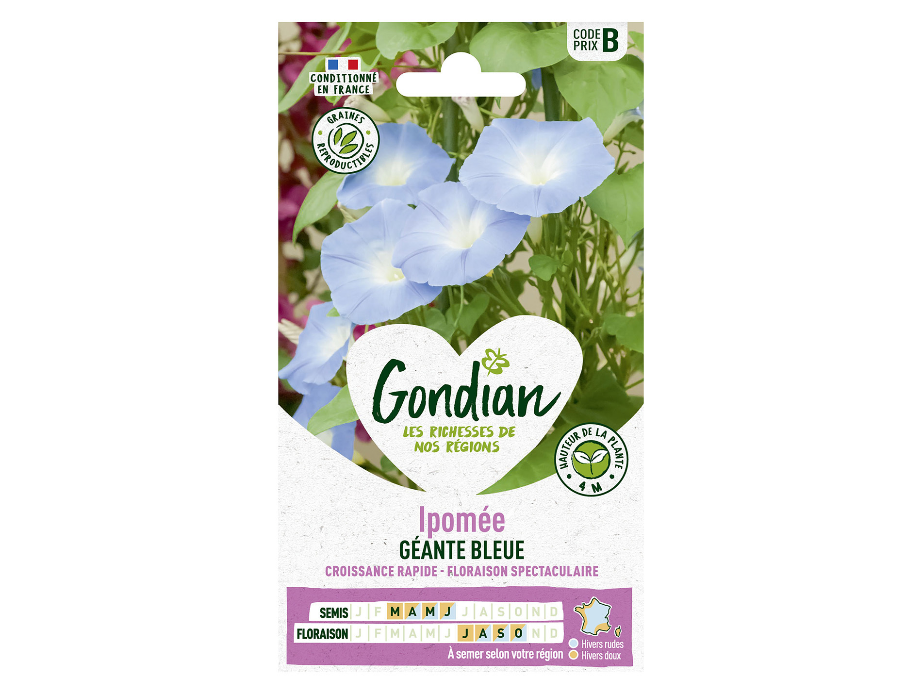 Ipomée Géante Bleue GONDIAN Série B