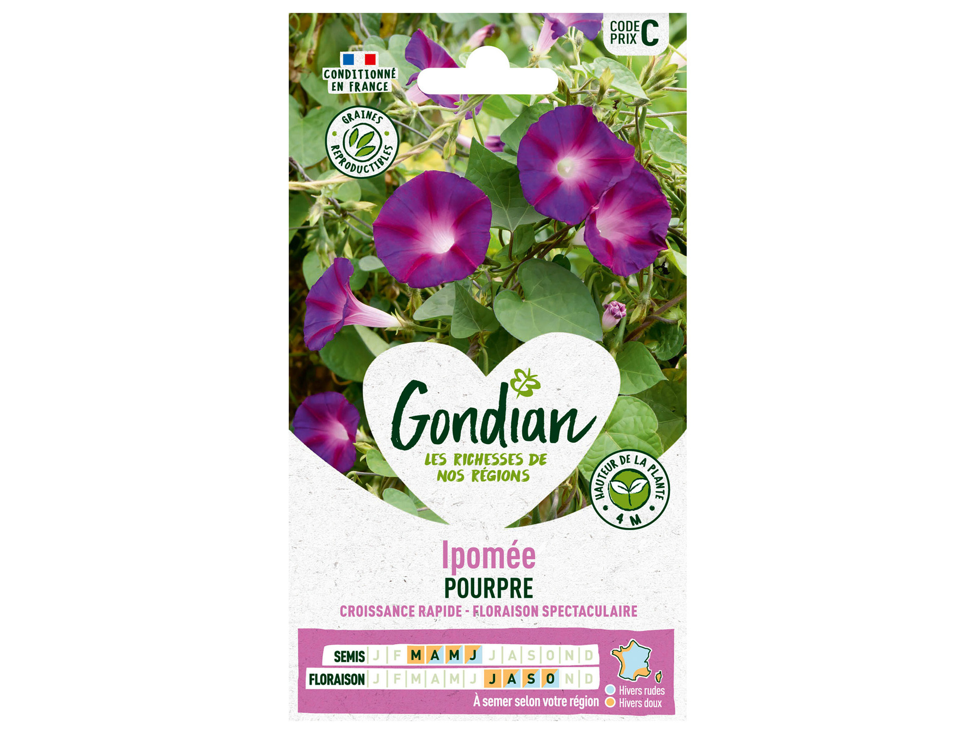 Ipomée Pourpre GONDIAN Série C