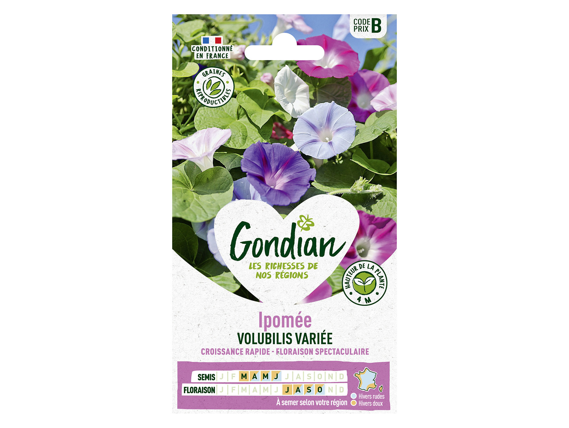 Ipomée Volubilis variée GONDIAN Série B