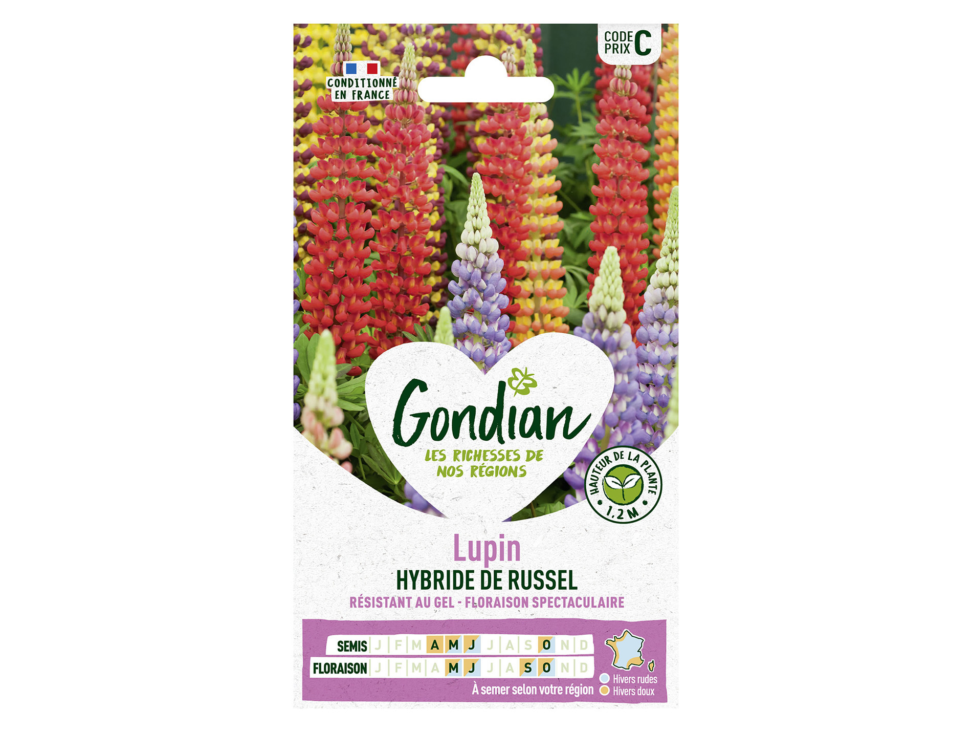 Lupin Hybride de Russell varié GONDIAN Série C