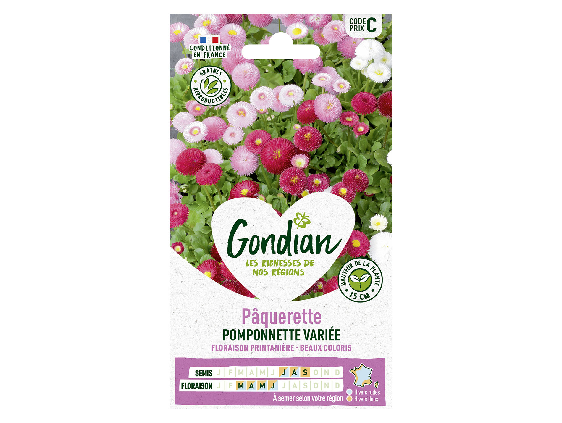 Pâquerette Pomponnette variée GONDIAN