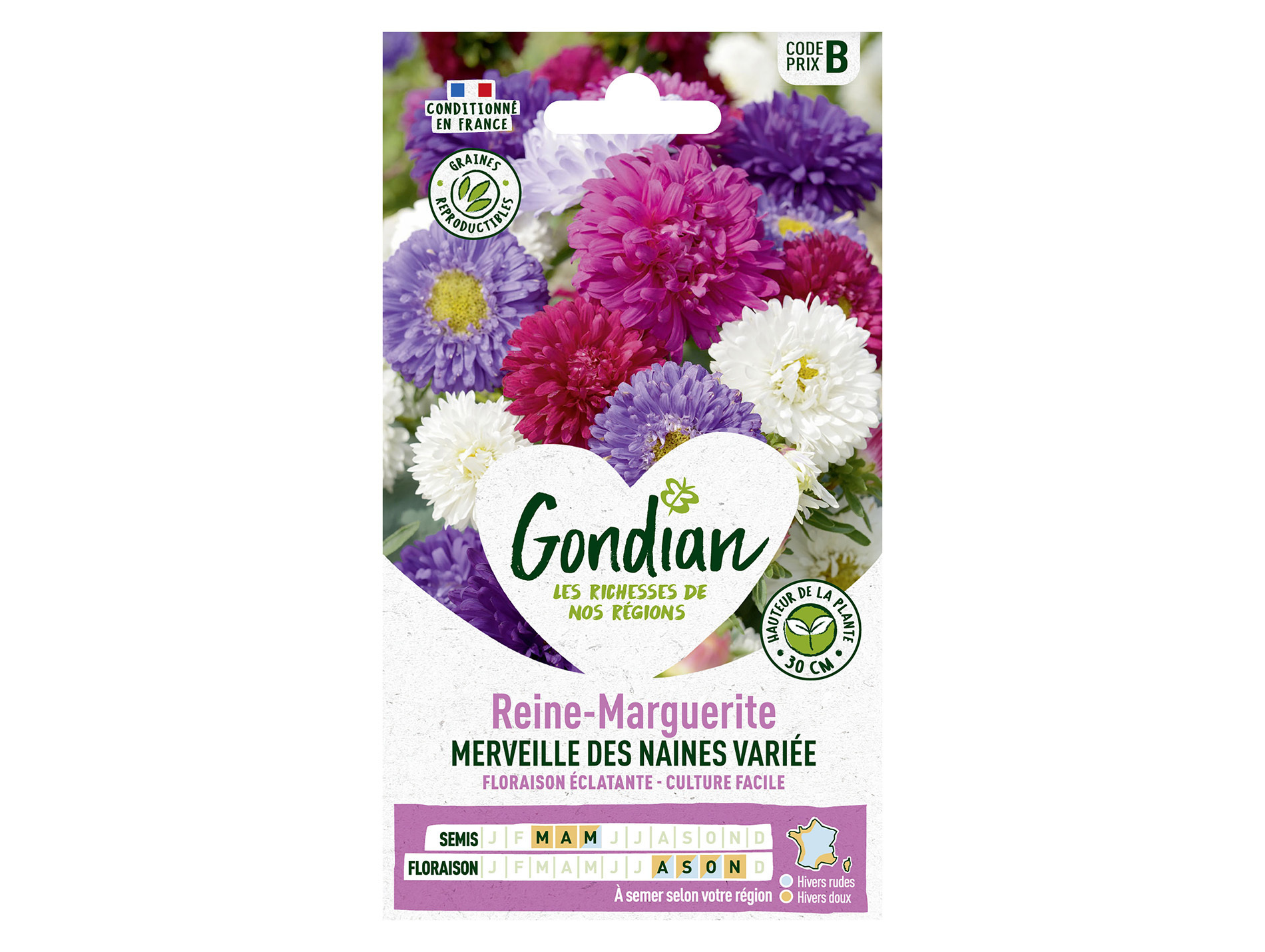Reine-Marguerite Merveille des naines variée GONDIAN Série B
