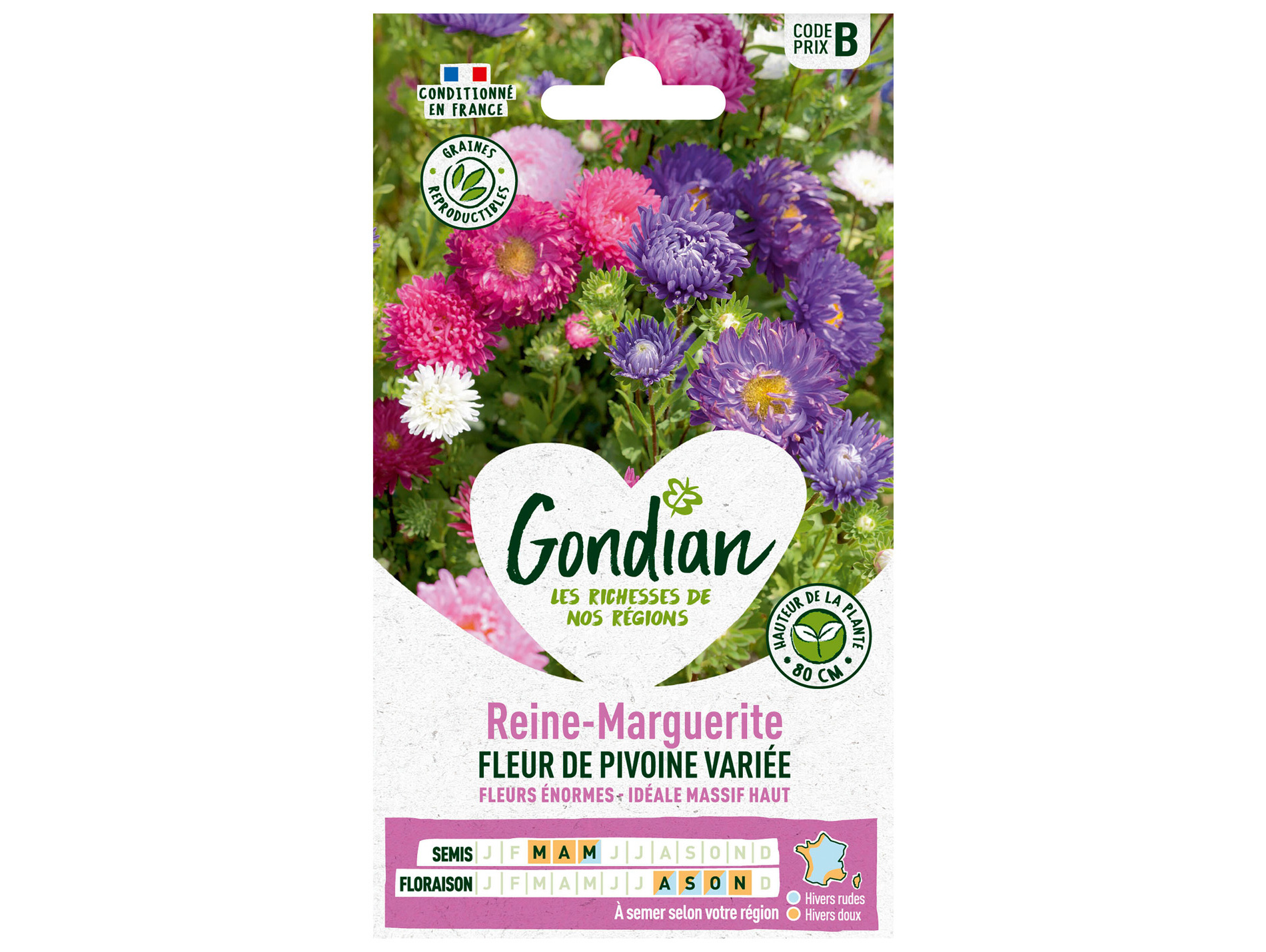 Reine-Marguerite à Fleur de Pivoine variée GONDIAN Série B