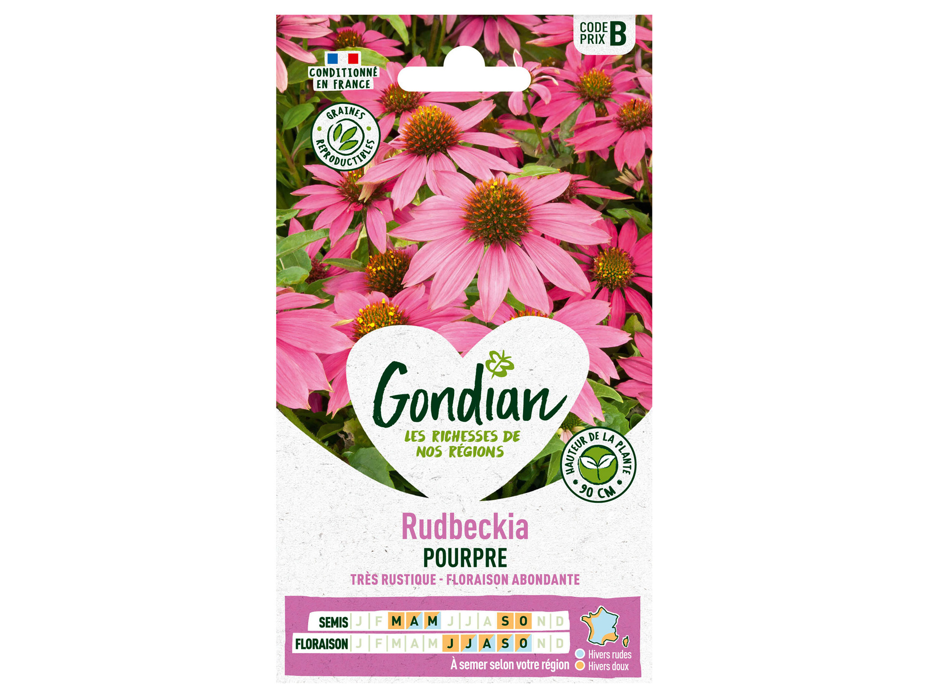 Rudbeckia pourpre GONDIAN Série B