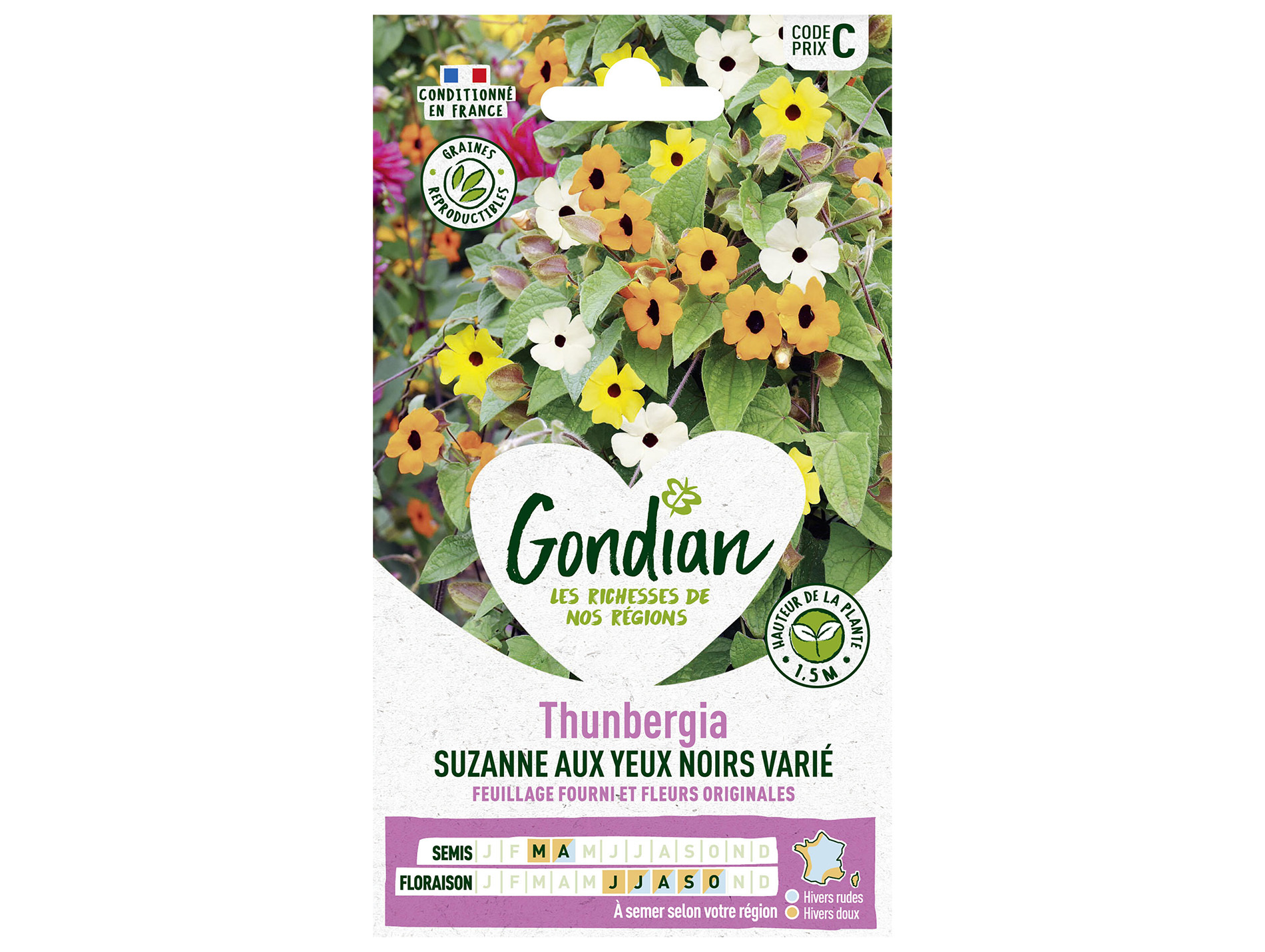 Thunbergia Suzanne aux yeux noirs varié GONDIAN Série C
