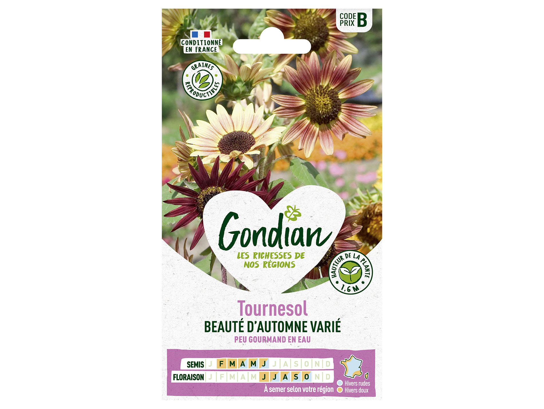 Tournesol Beauté d'Automne varié GONDIAN Série B