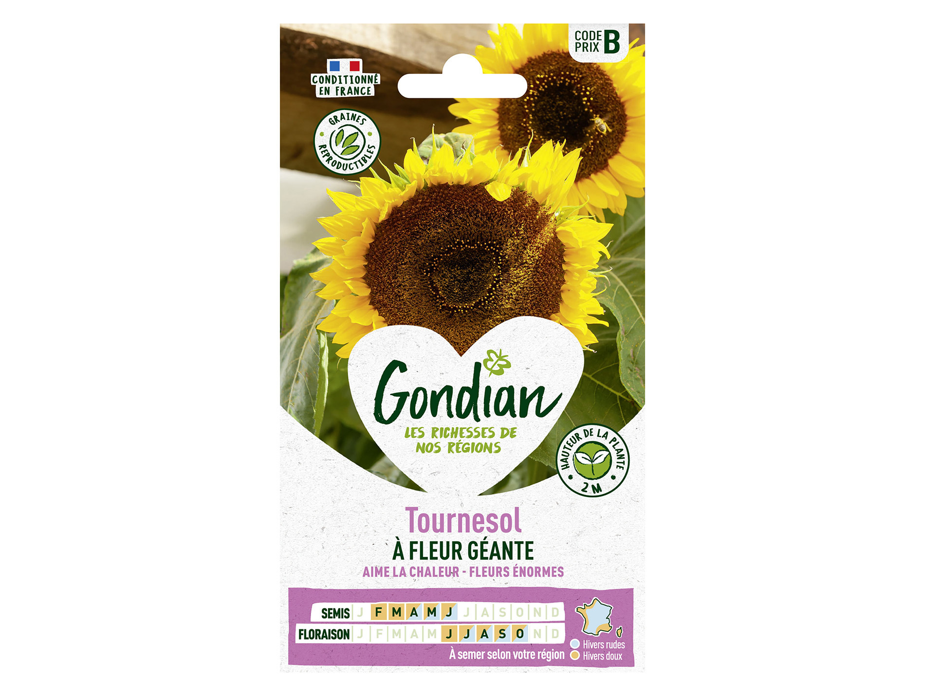 Tournesol à fleur géante GONDIAN Série B