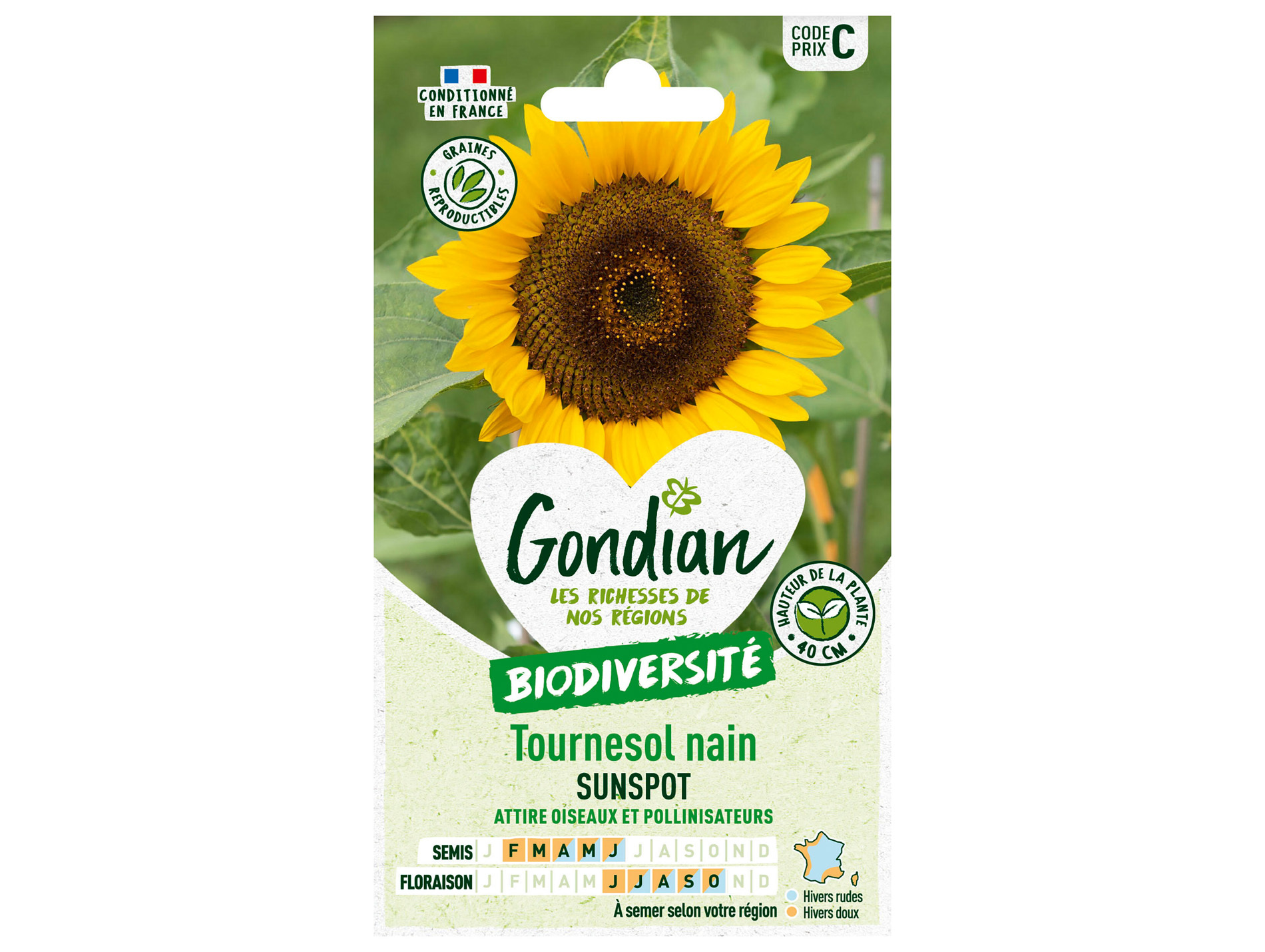 Tournesol nain Sunspot GONDIAN Série C