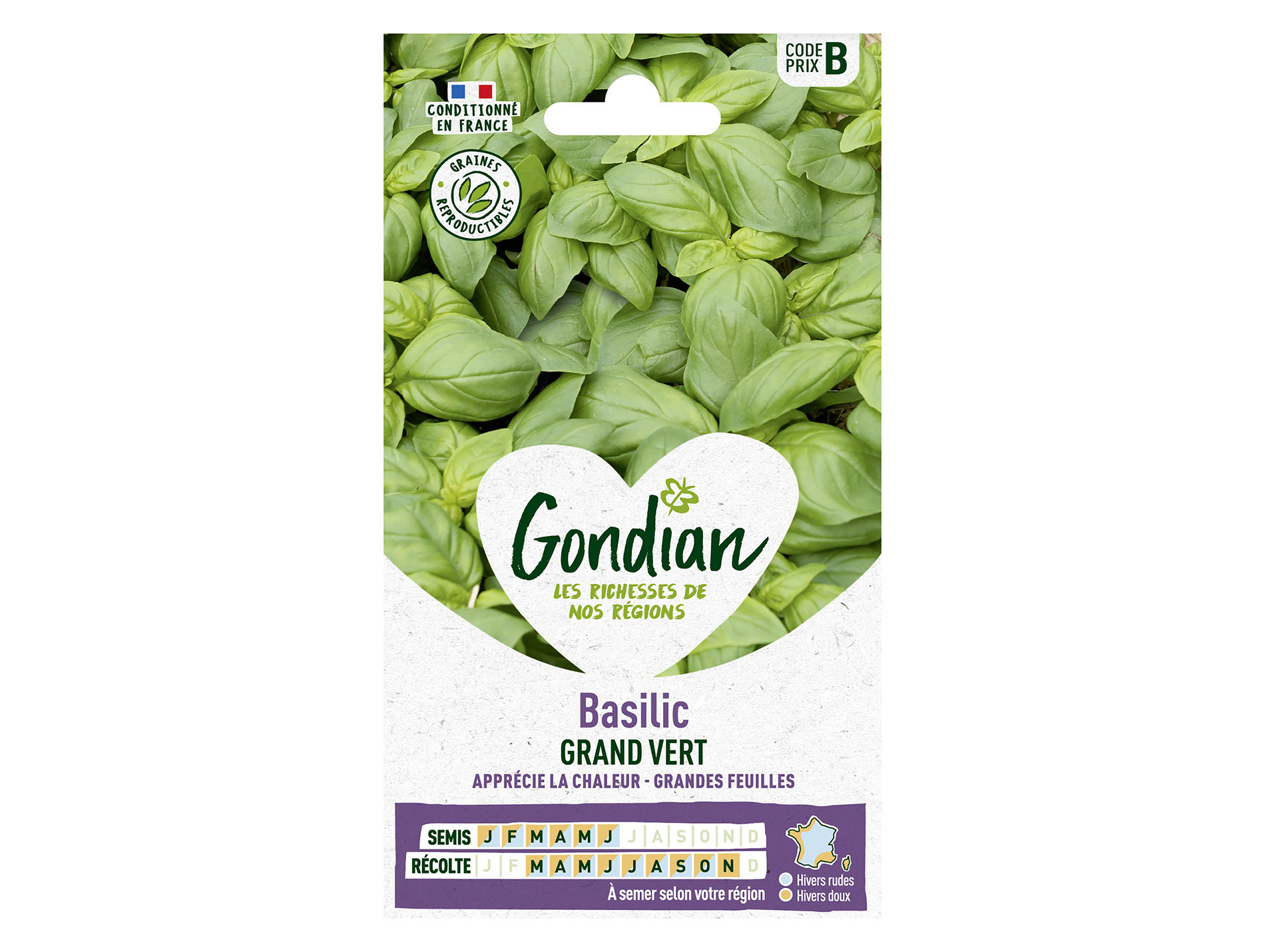 Basilic grand vert GONDIAN Série B