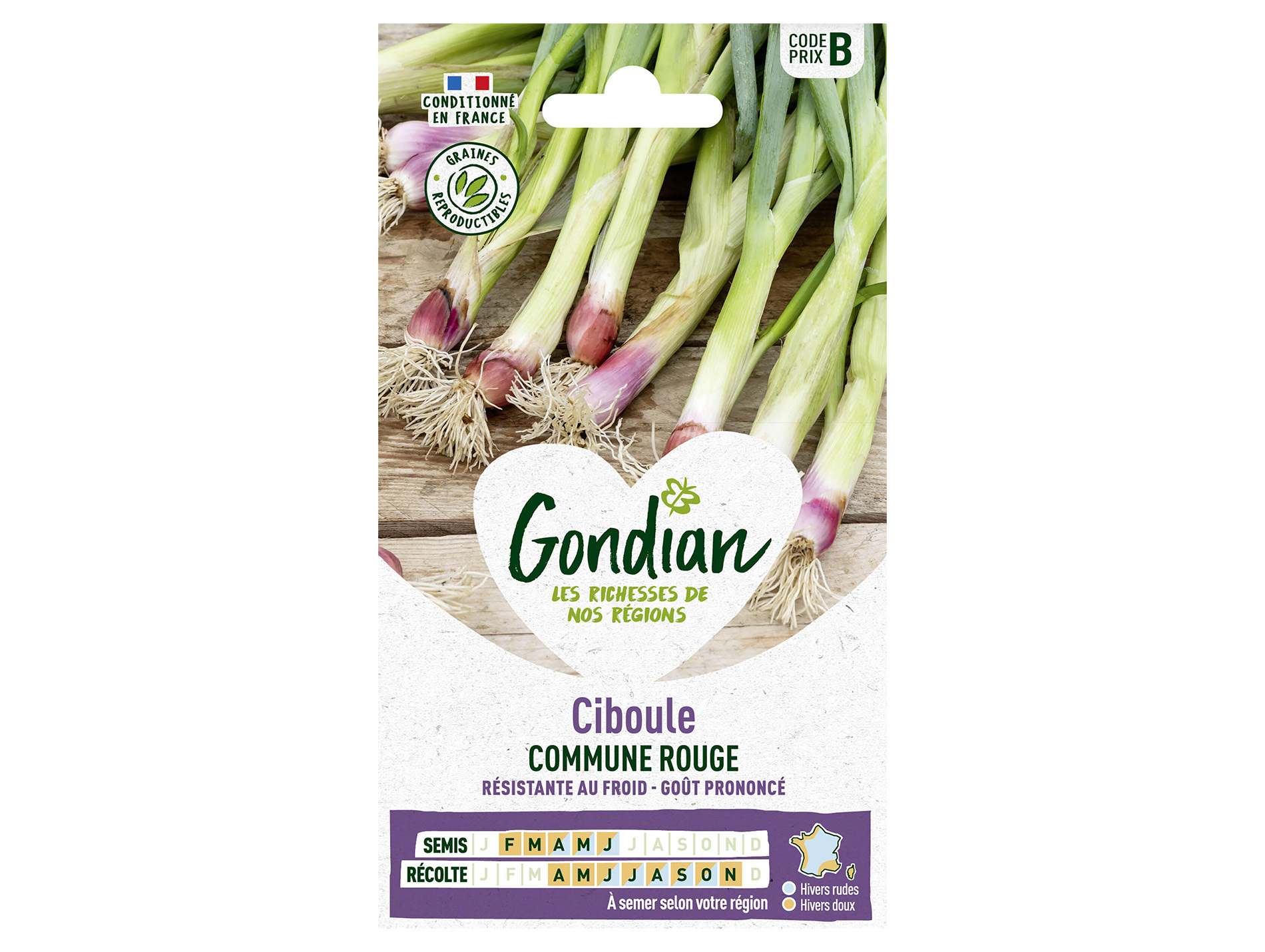 Ciboule rouge GONDIAN Série B