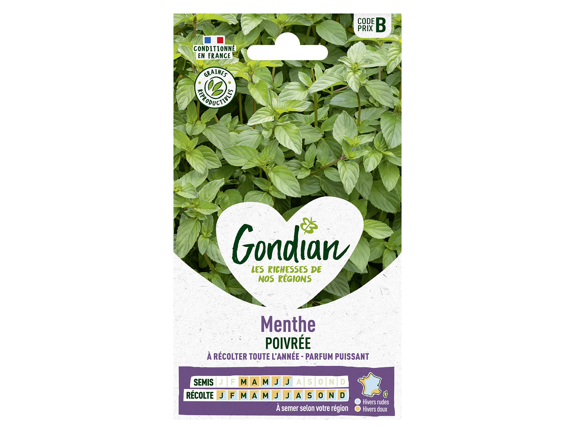 Menthe poivrée bio GONDIAN Série B