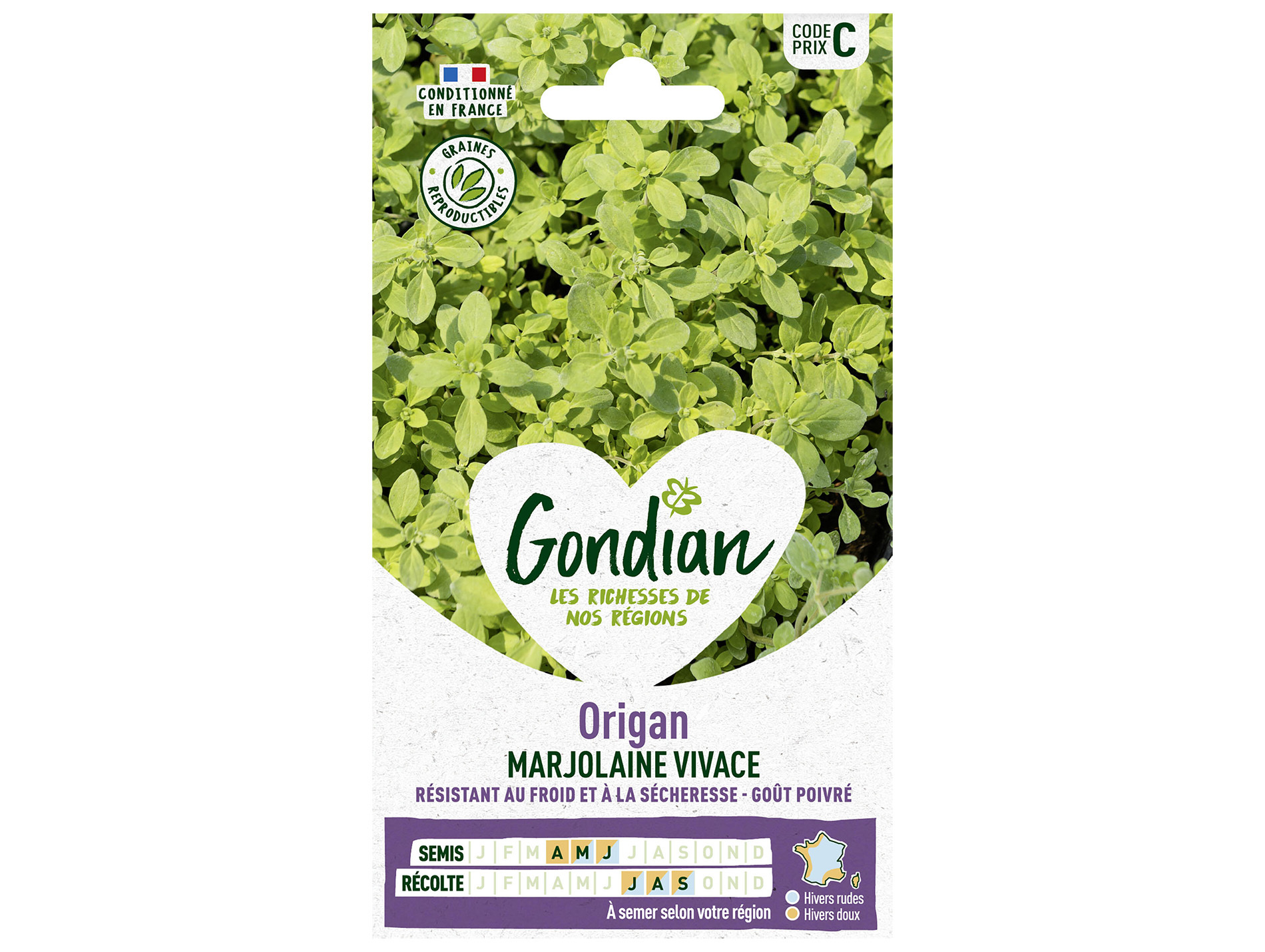 Origan Marjolaine vivace GONDIAN Série C
