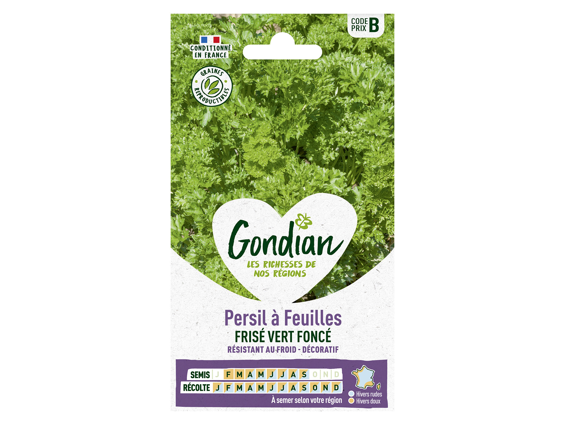 Persil à feuilles frisé vert foncé GONDIAN Série B