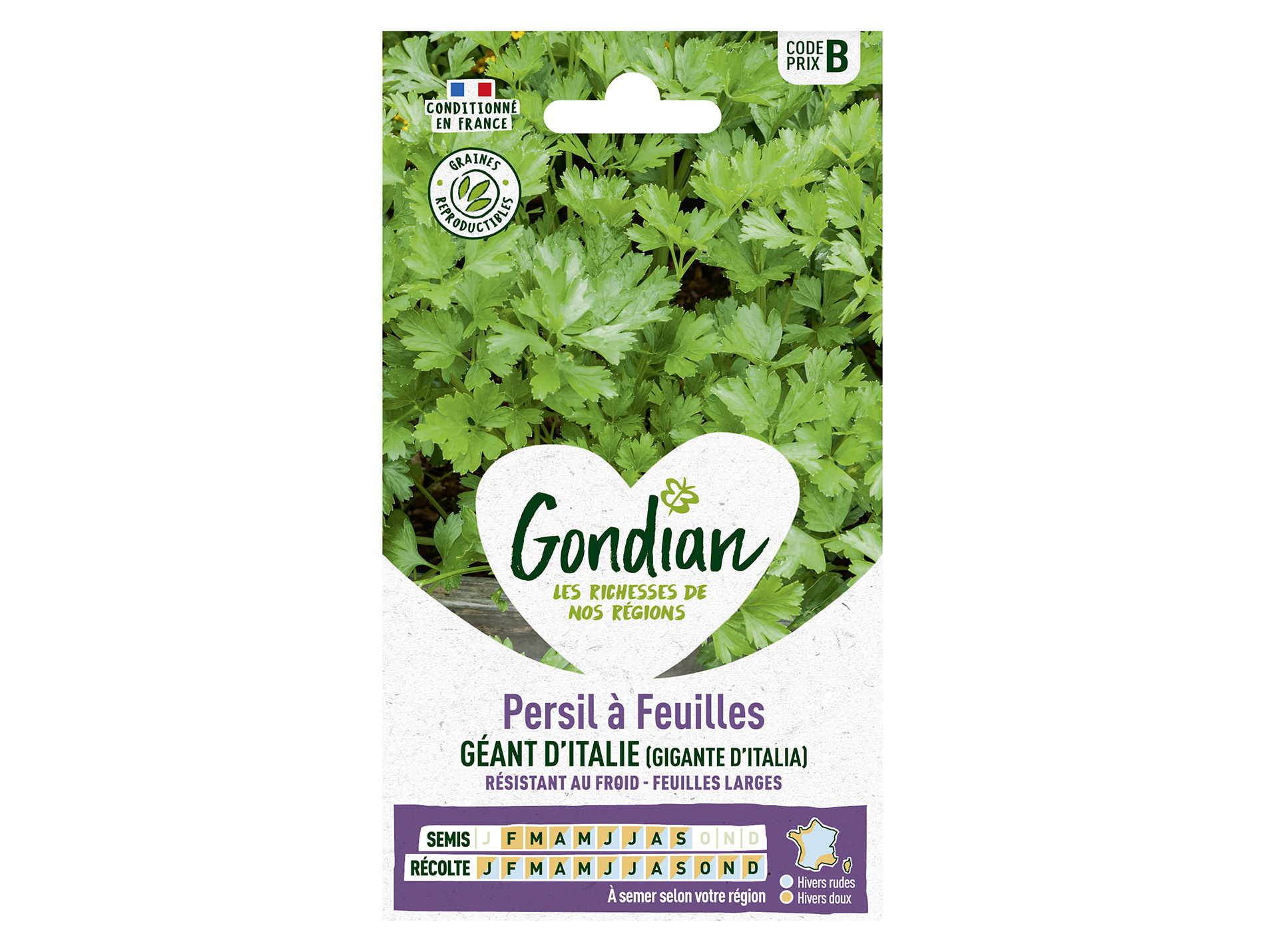 Persil à feuilles Géant d'Italie GONDIAN Série B