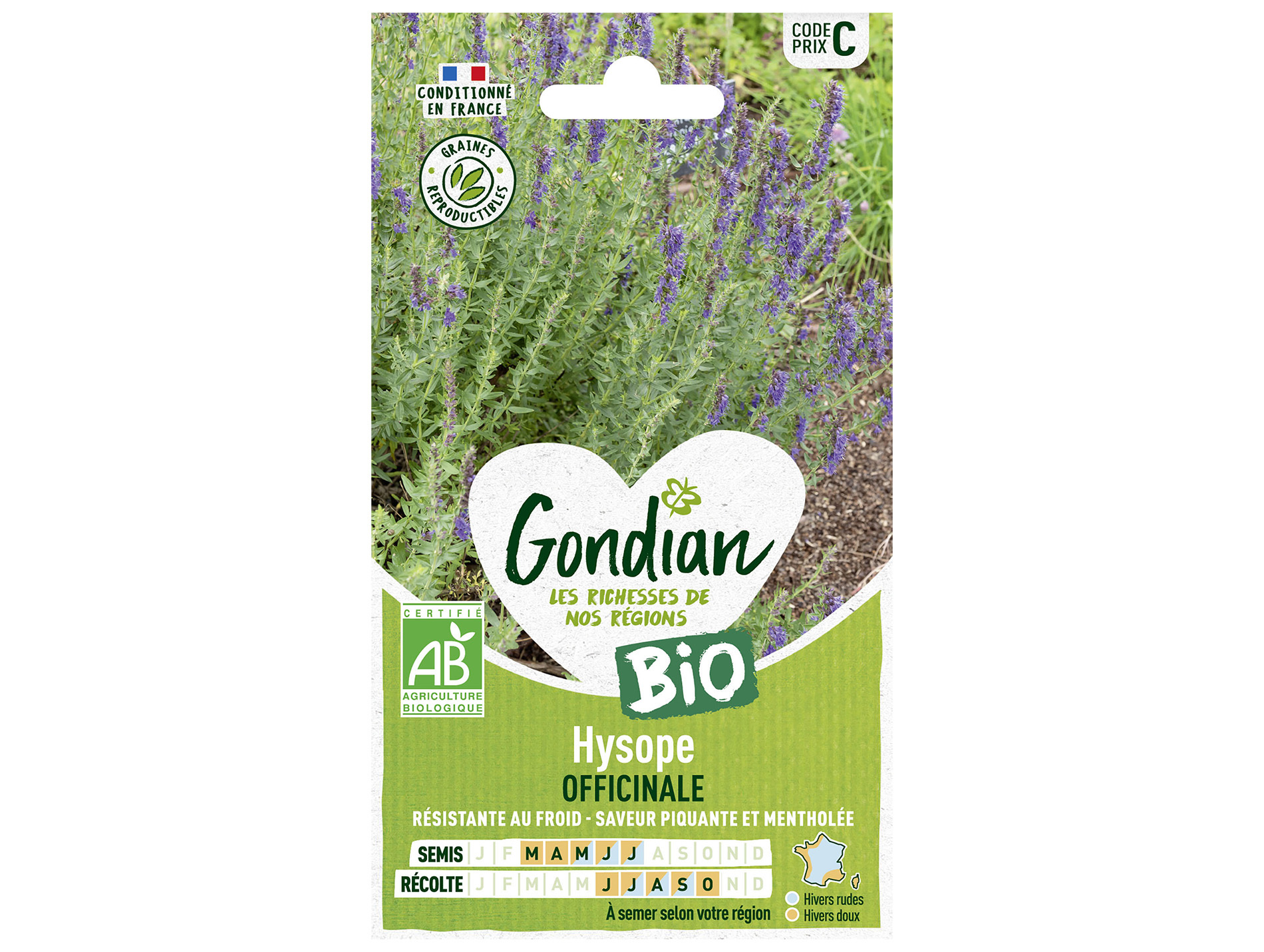 Hysope Officinale bio GONDIAN Série C
