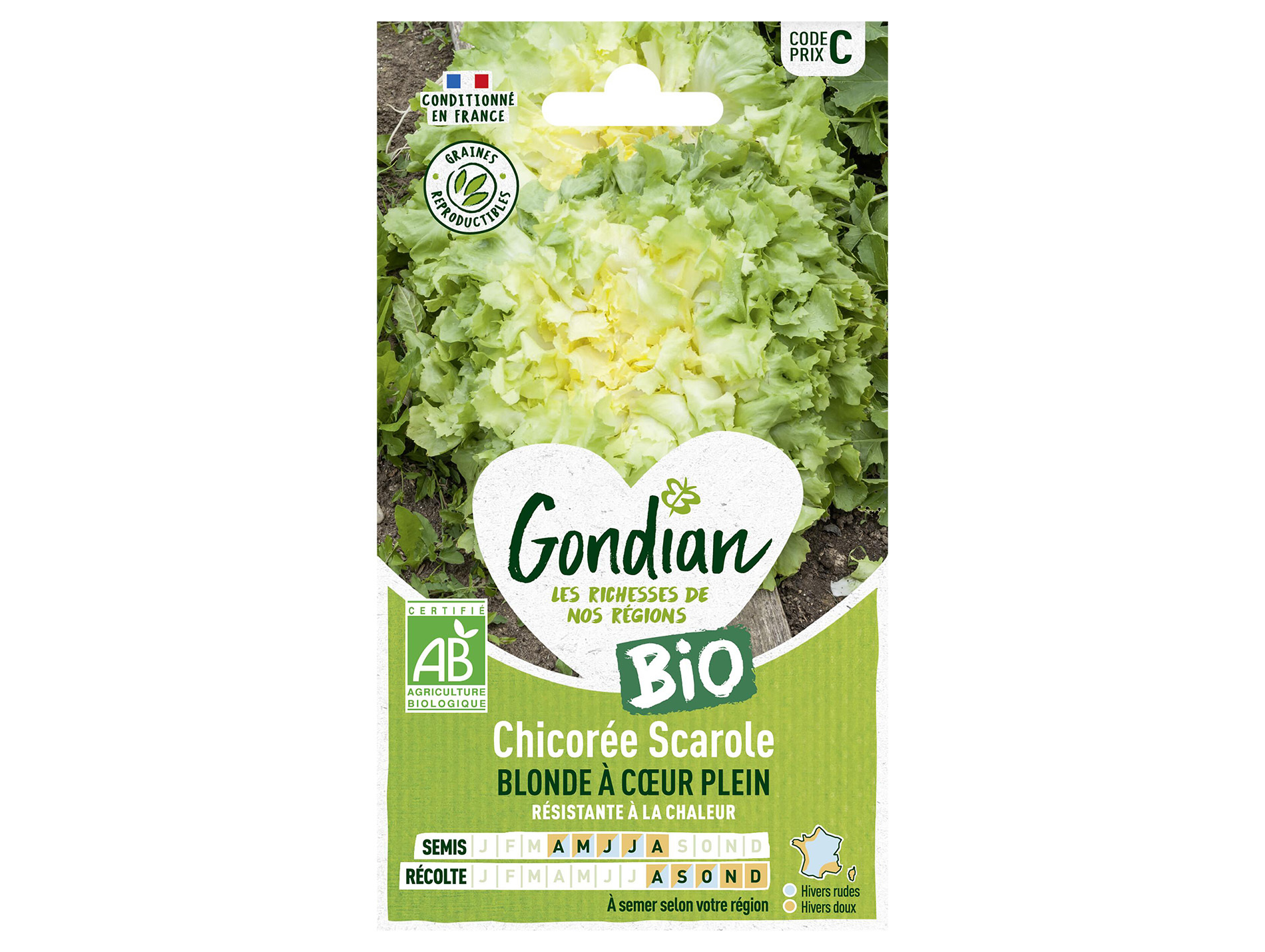 Chicorée Scarole blonde coeur plein bio GONDIAN Série C