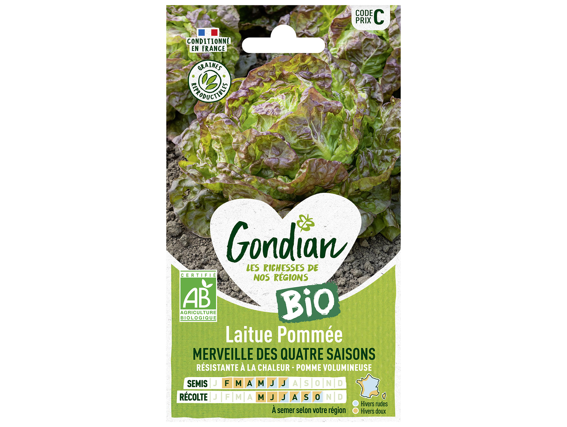 Laitue pommée Merveille des 4 saisons bio GONDIAN Série B