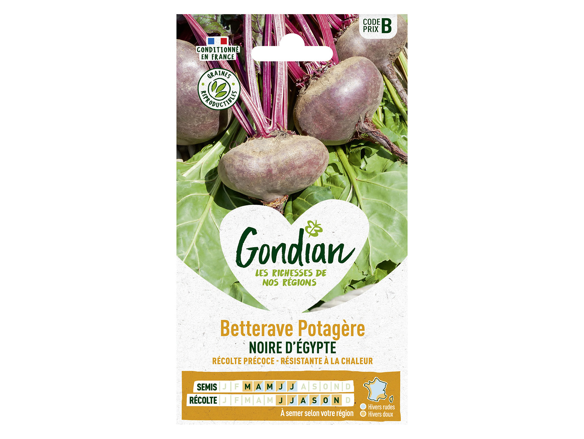 Betterave potagère noire Egypte GONDIAN Série B