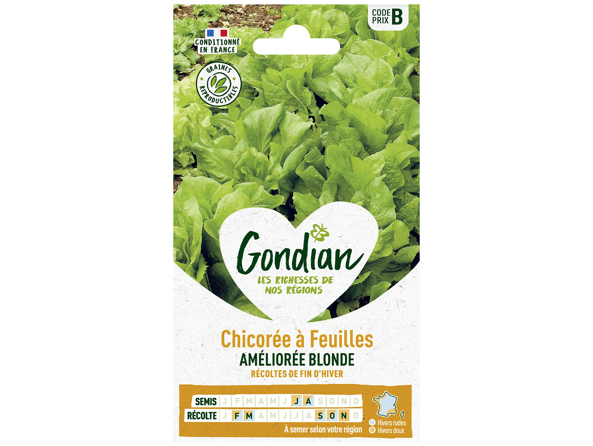 Chicorée à feuilles améliorée blonde GONDIAN Série B
