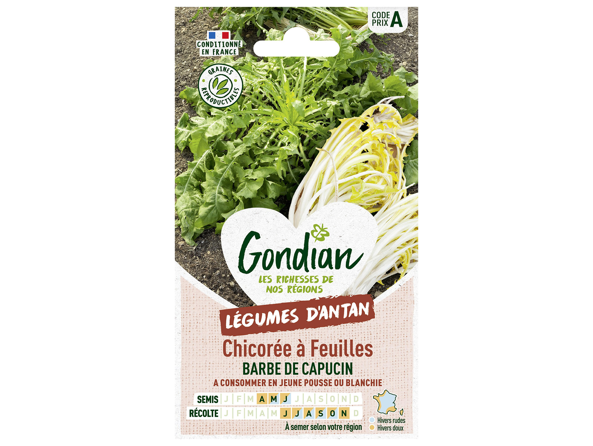 Chicorée à feuilles barbe de capucins GONDIAN Série A
