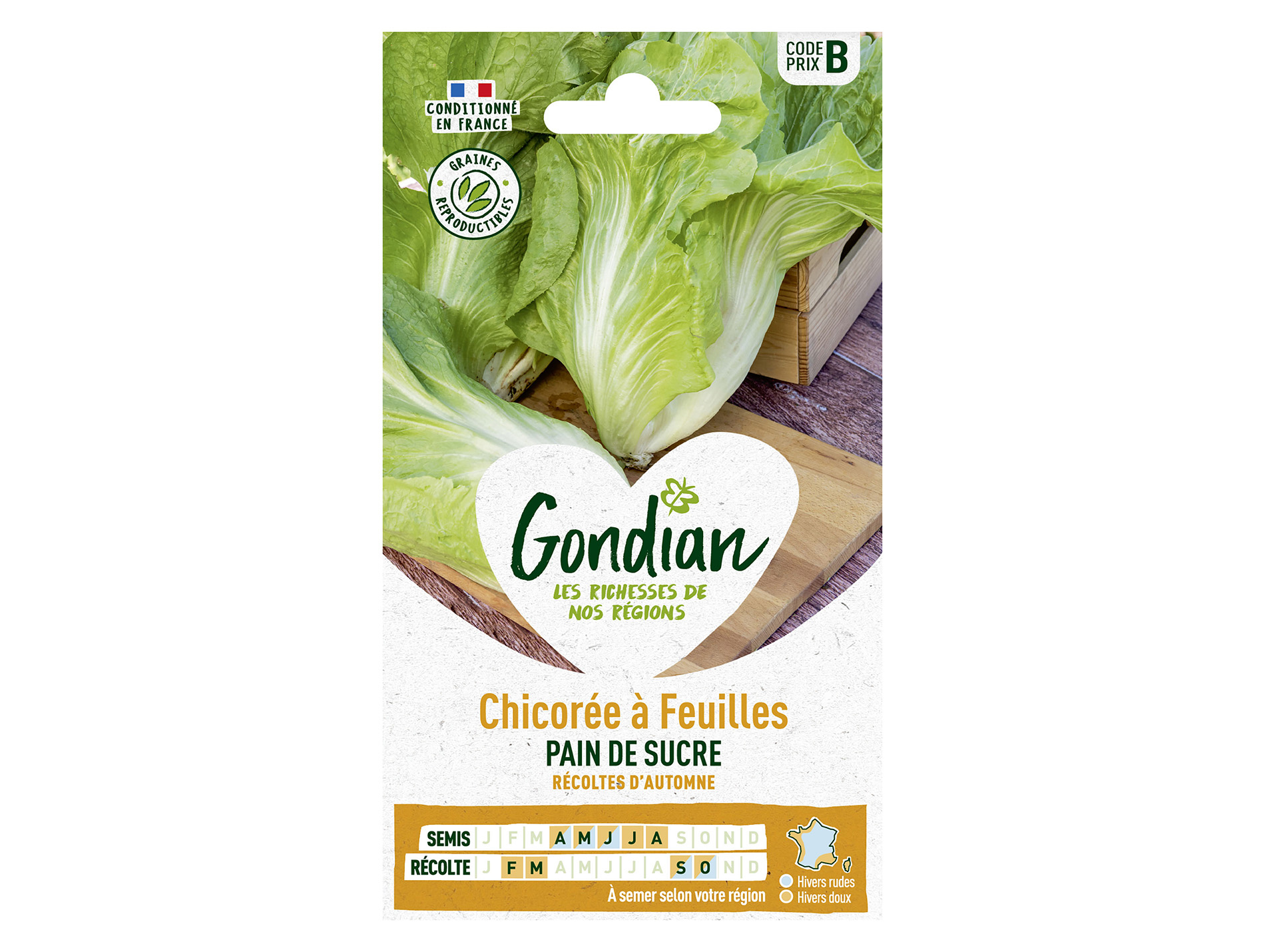 Chicorée à feuilles Pain de sucre GONDIAN Série B