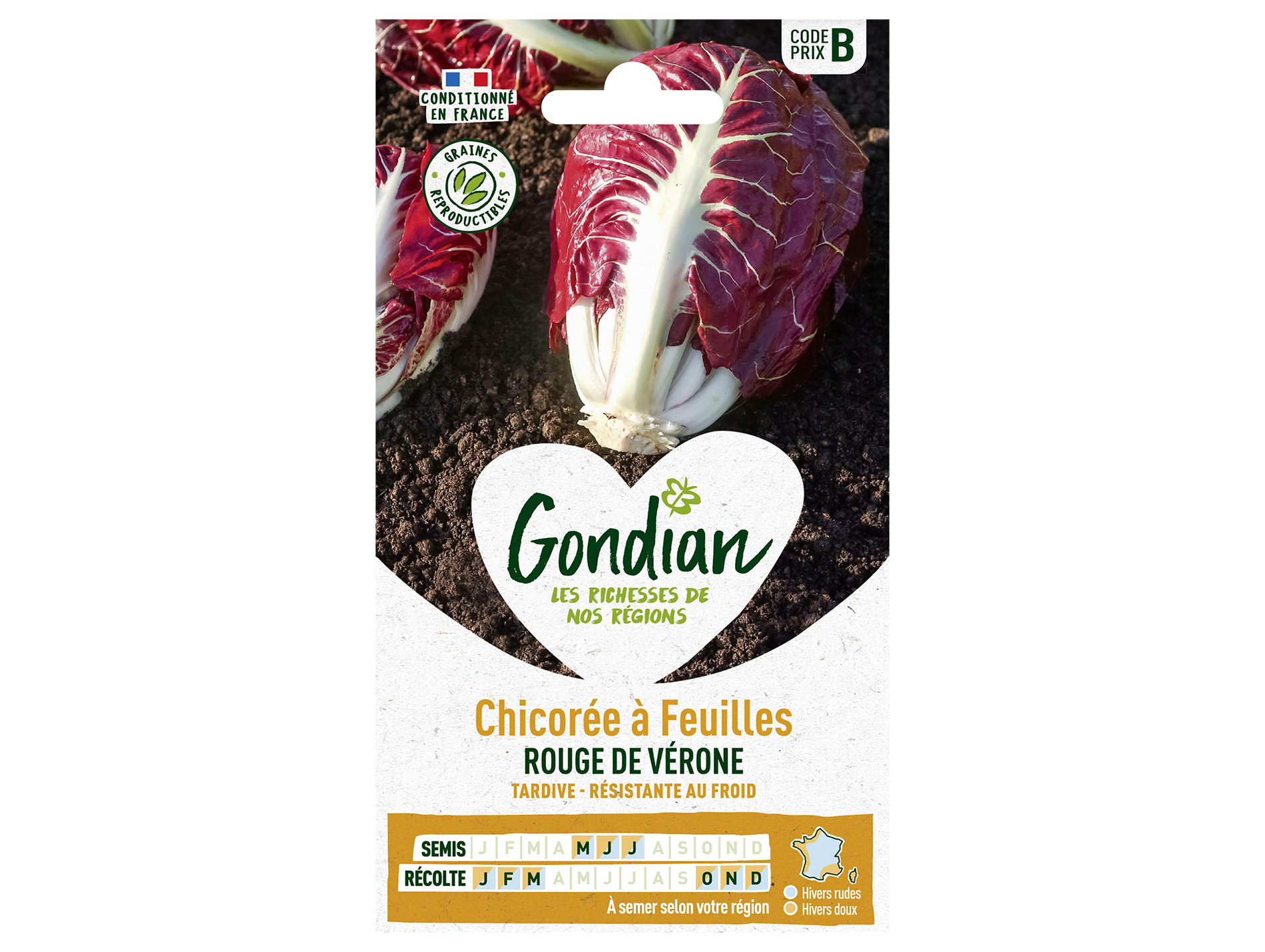 Chicorée à feuilles rouge Verone GONDIAN Série B