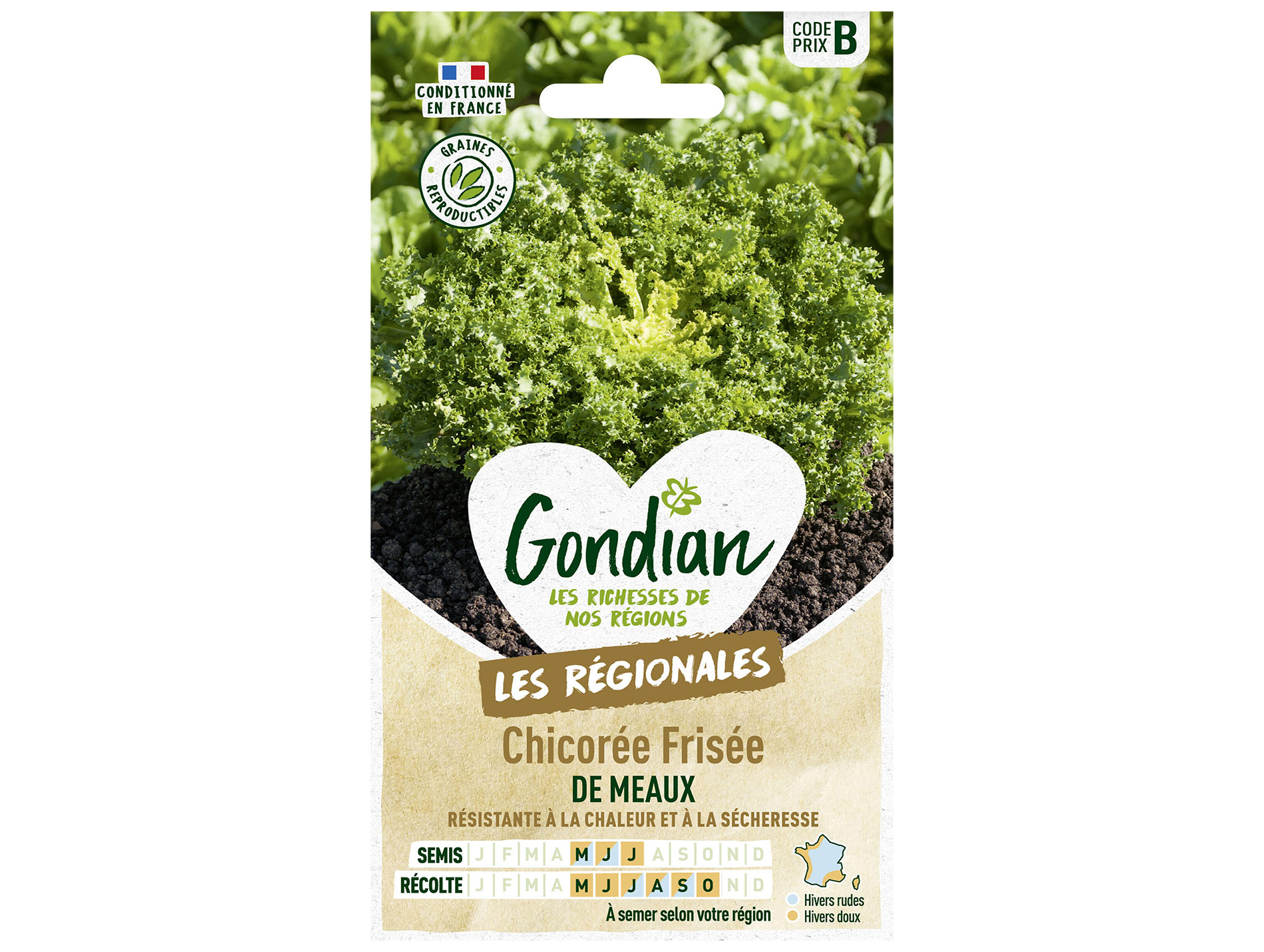 Chicorée frisée de Meaux GONDIAN Série B