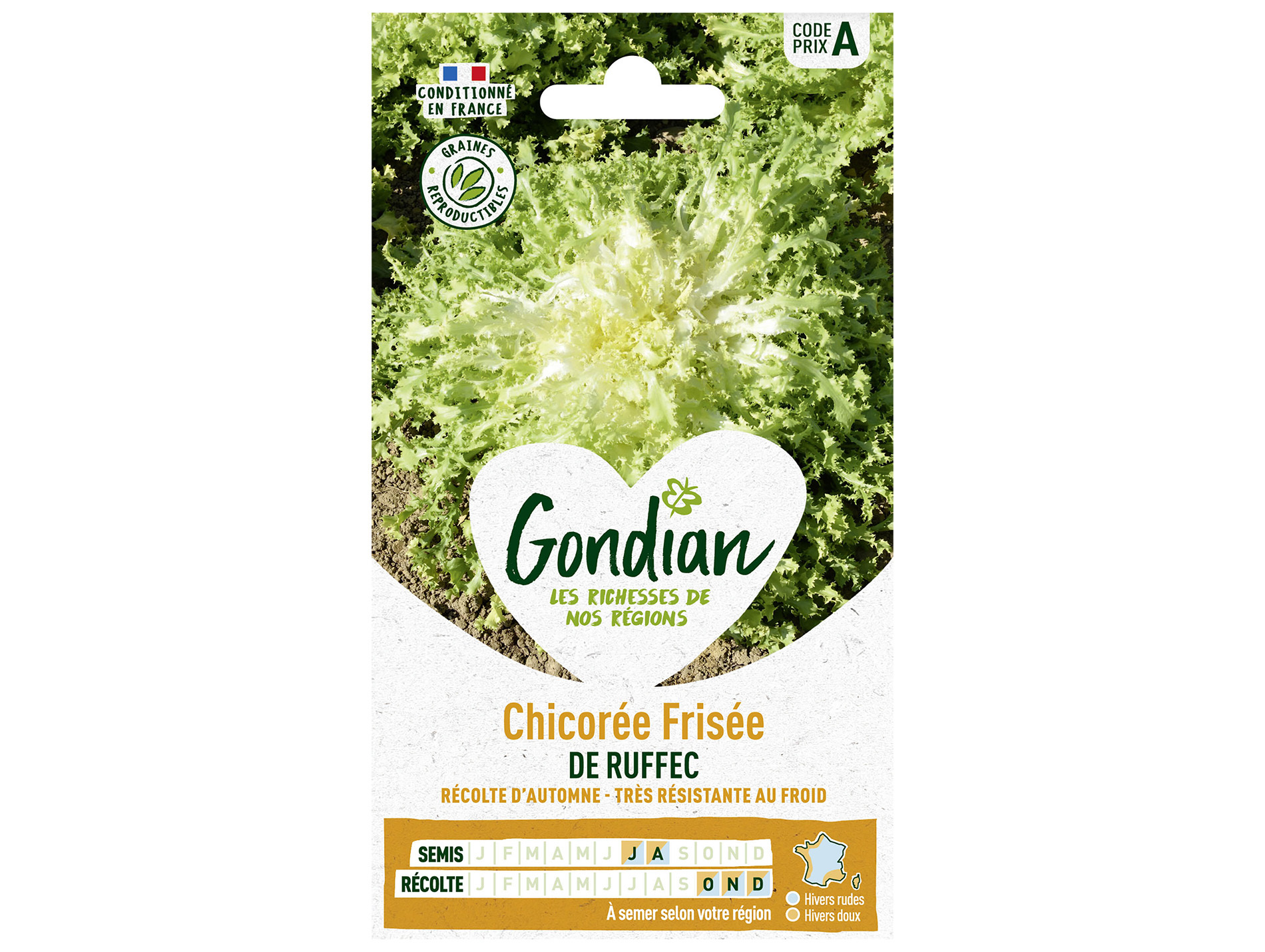 Chicorée frisée de Ruffec GONDIAN Série A